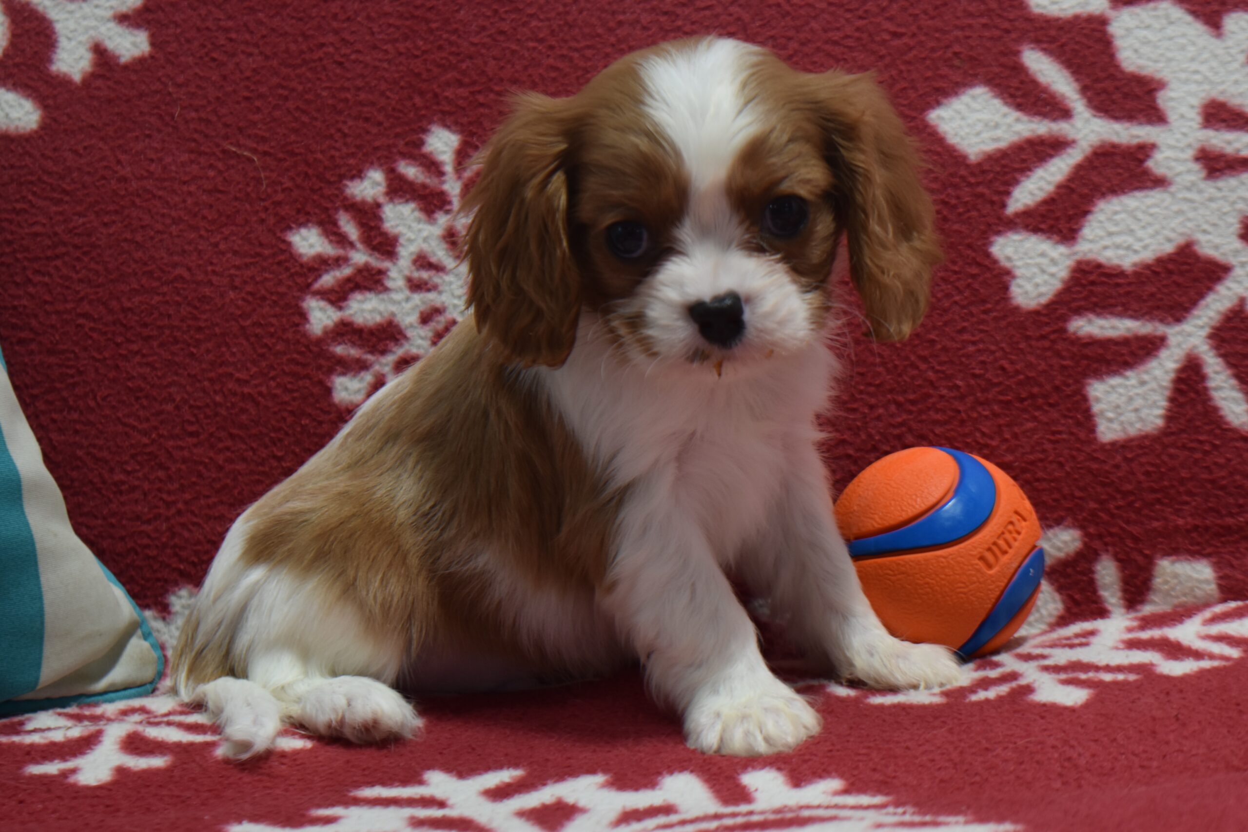 Mr. Benji the Cavalier - Image 3