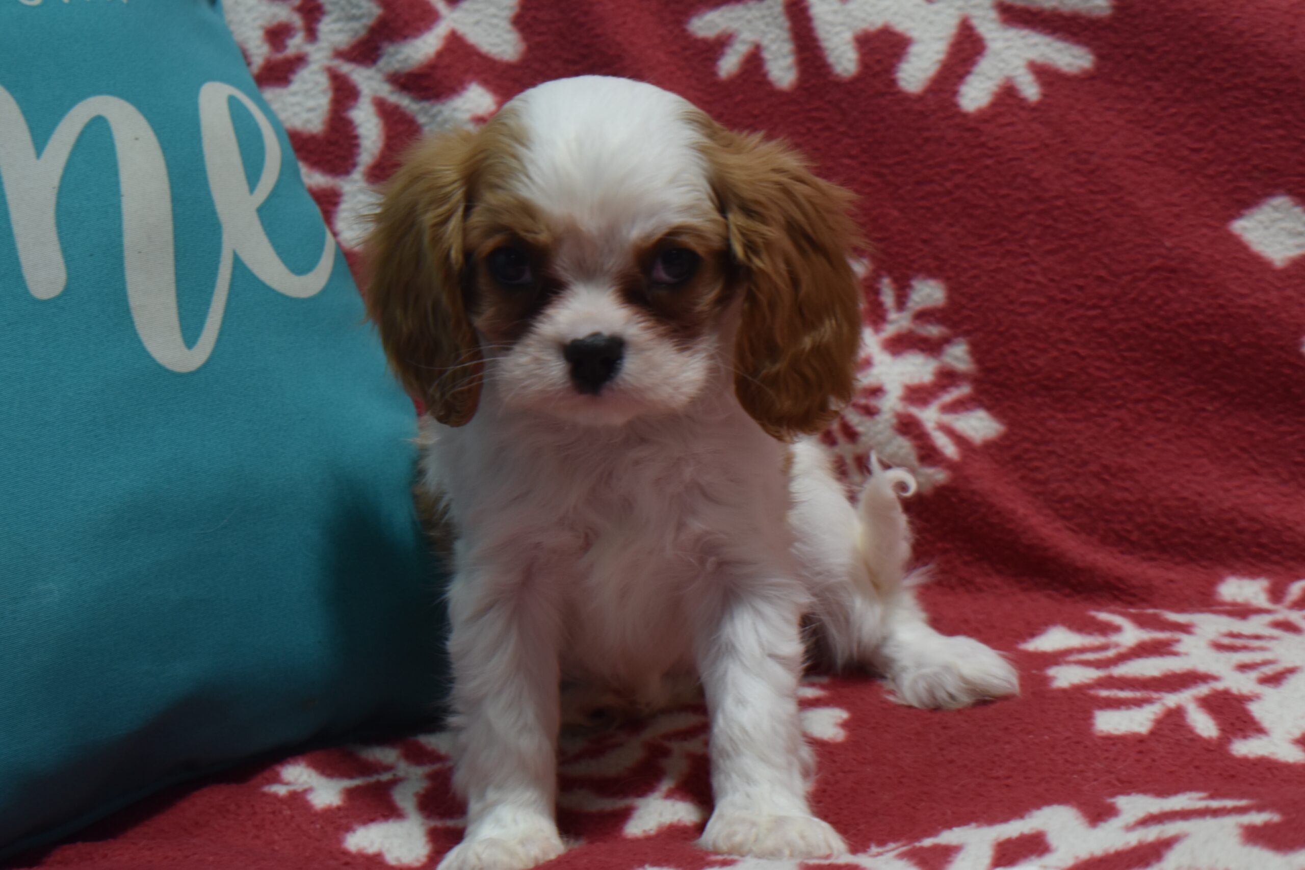 Ms. Paris the Cavalier - Image 4