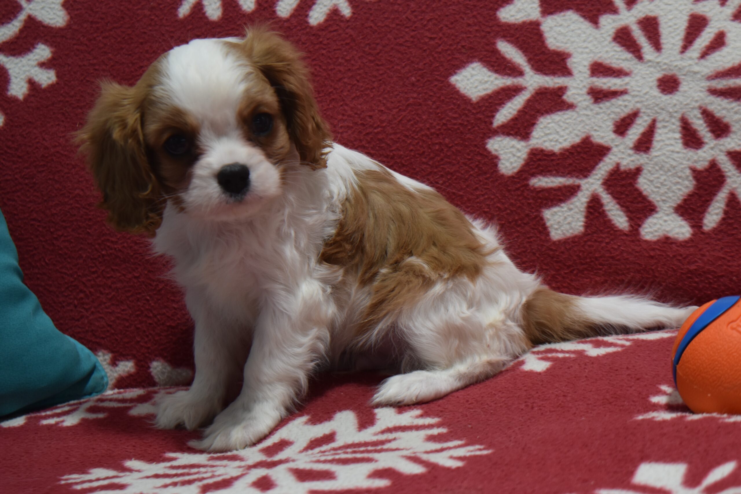 Mr. Larry the Cavalier - Image 2
