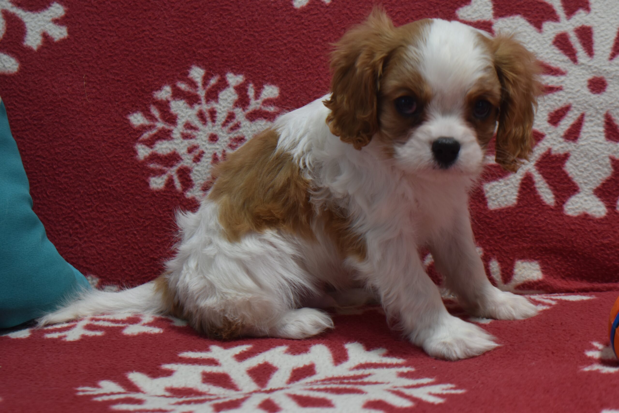 Mr. Larry the Cavalier