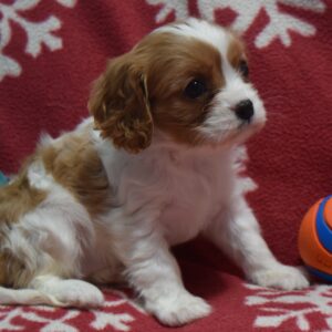 Ms. Biscuit. the Cavalier