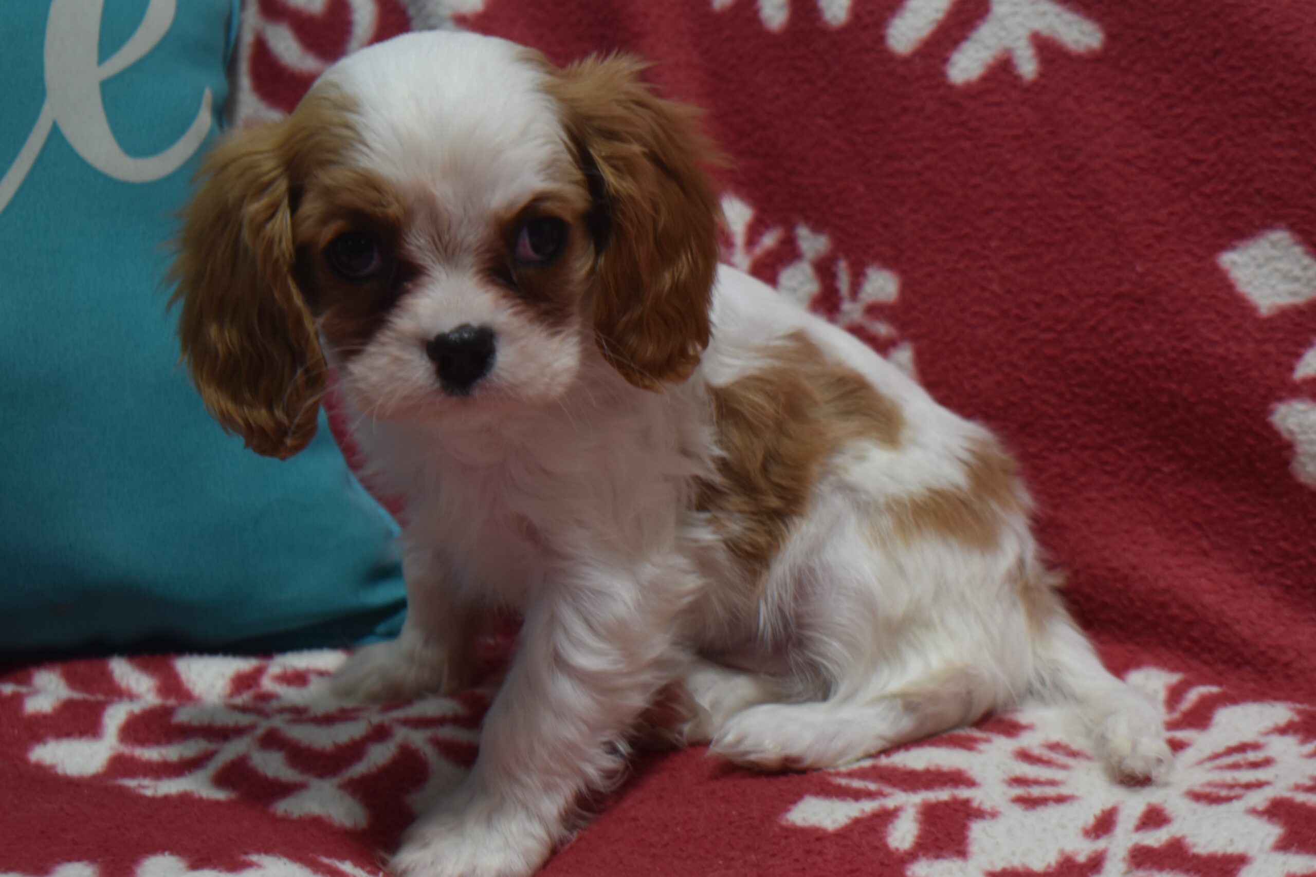 Ms. Paris the Cavalier - Image 5