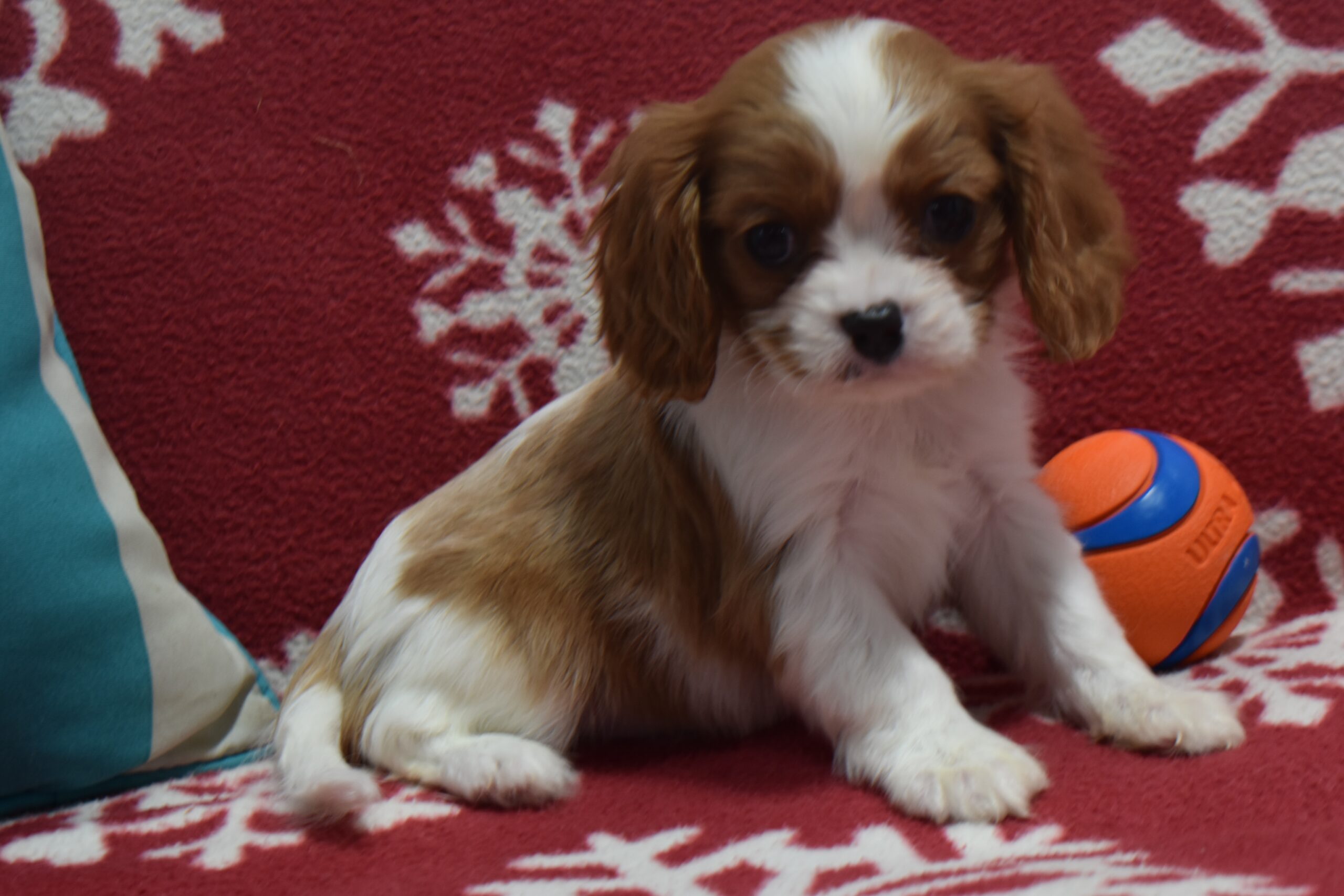 Mr. Benji the Cavalier