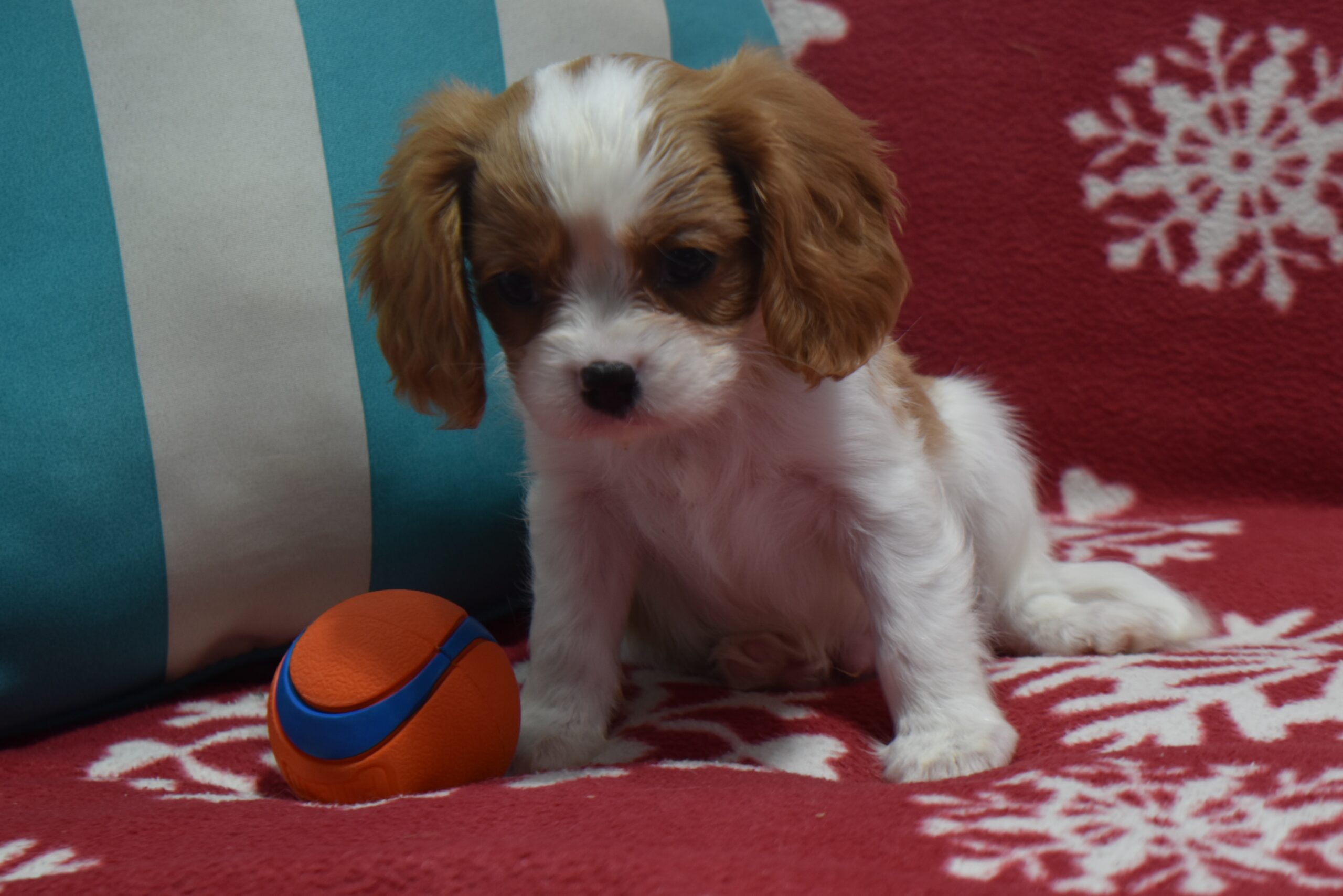 Mr.tucker the Cavalier - Image 4