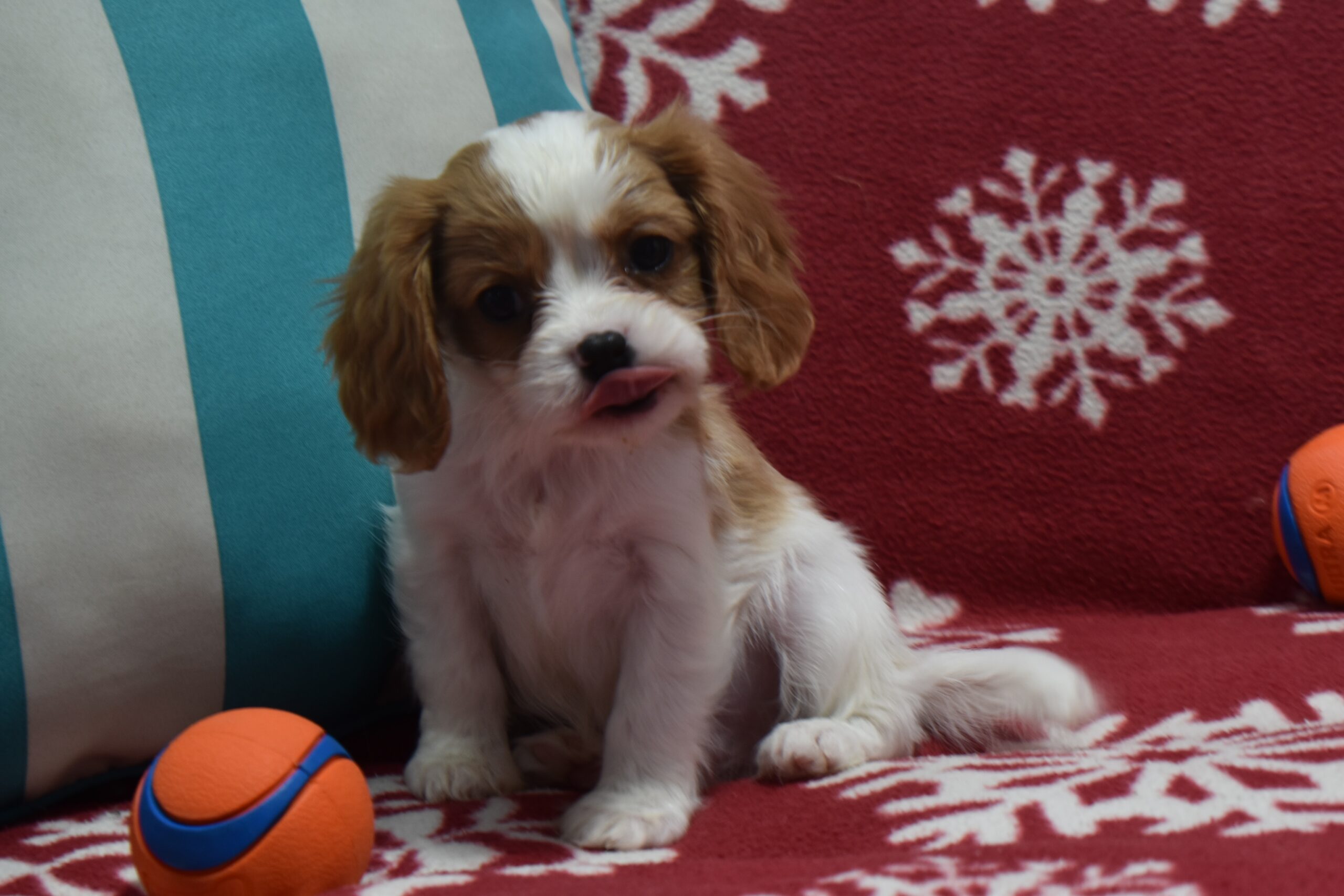 Mr.tucker the Cavalier - Image 3