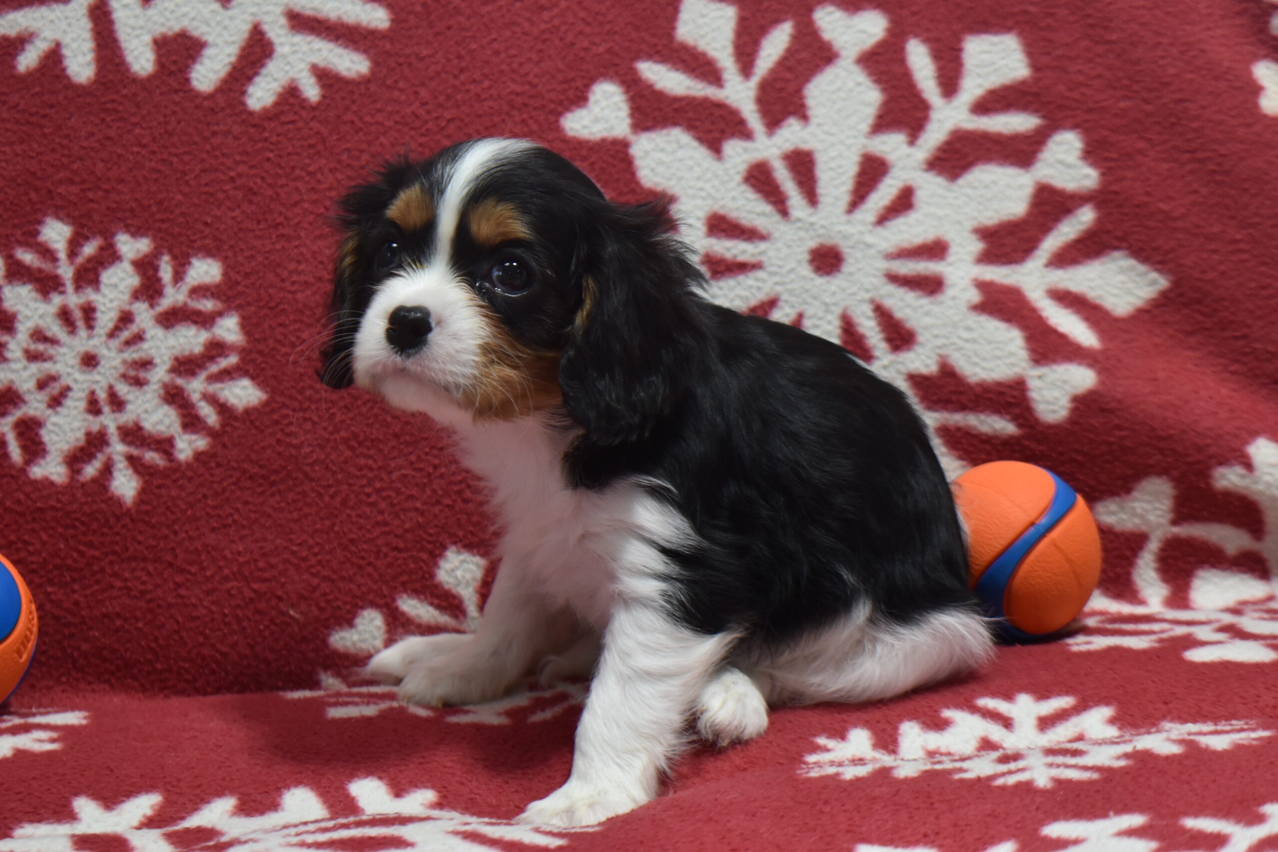 Mr.jackson the Cavalier - Image 4