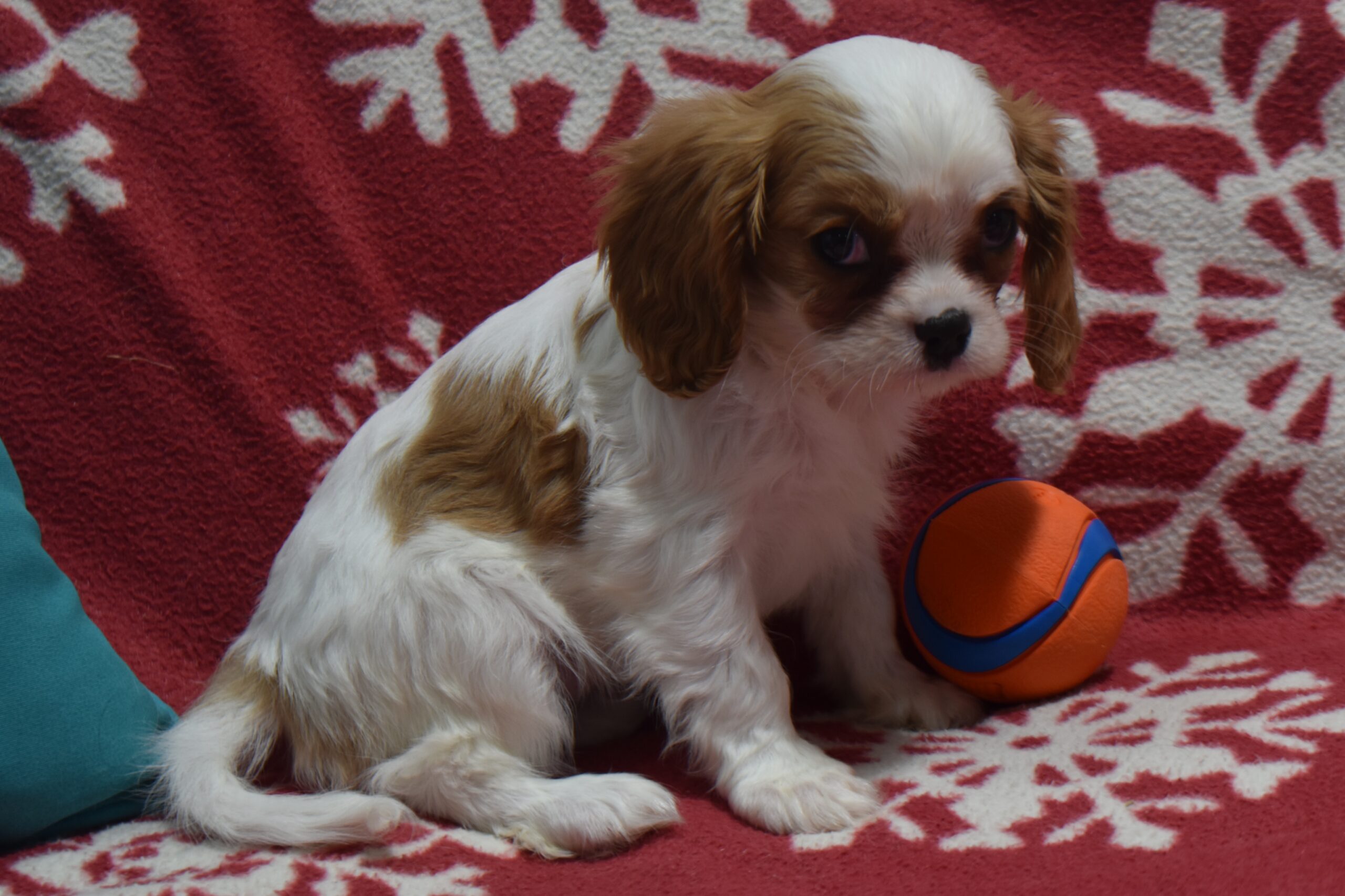 Ms. Paris the Cavalier