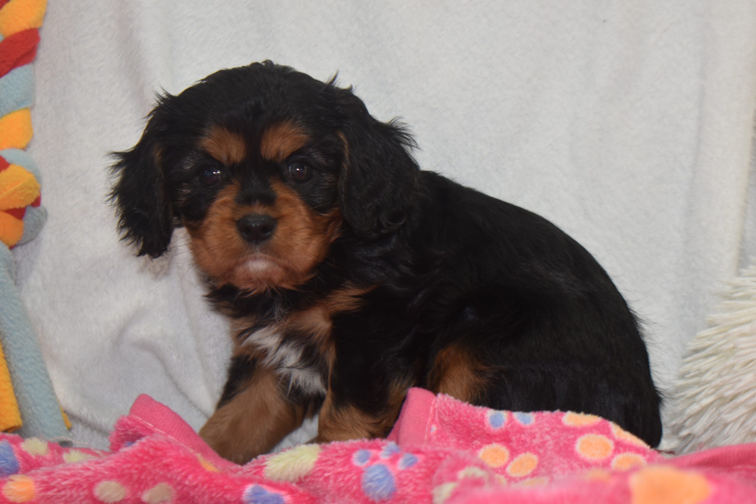 Ms.joslyn the Cavalier - Image 3