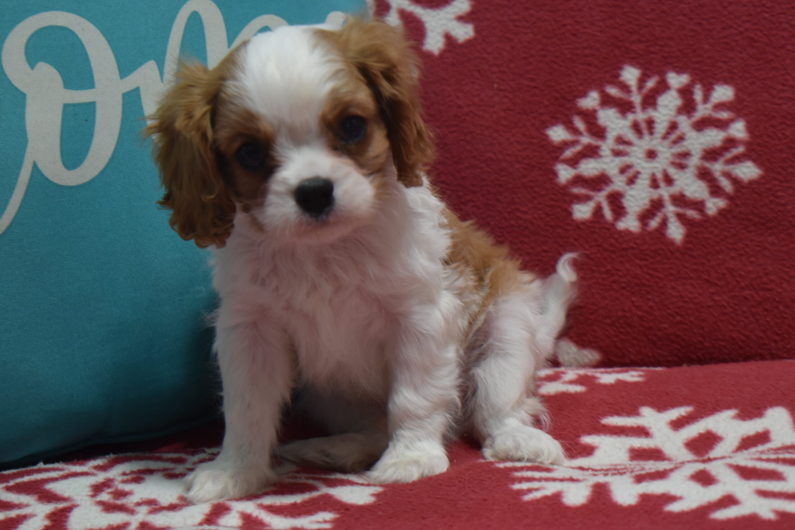 Mr. Larry the Cavalier - Image 3