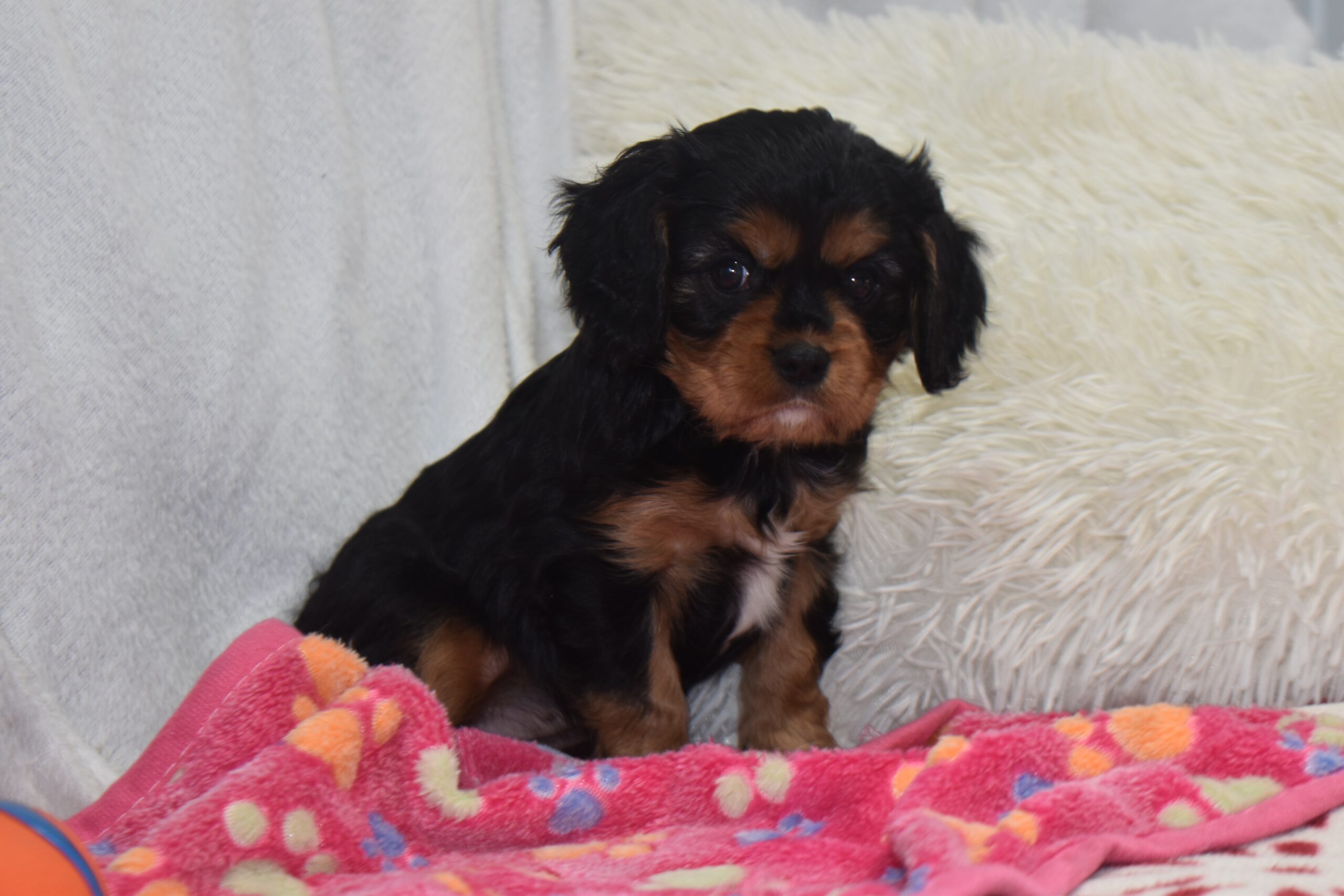 Ms.joslyn the Cavalier - Image 4