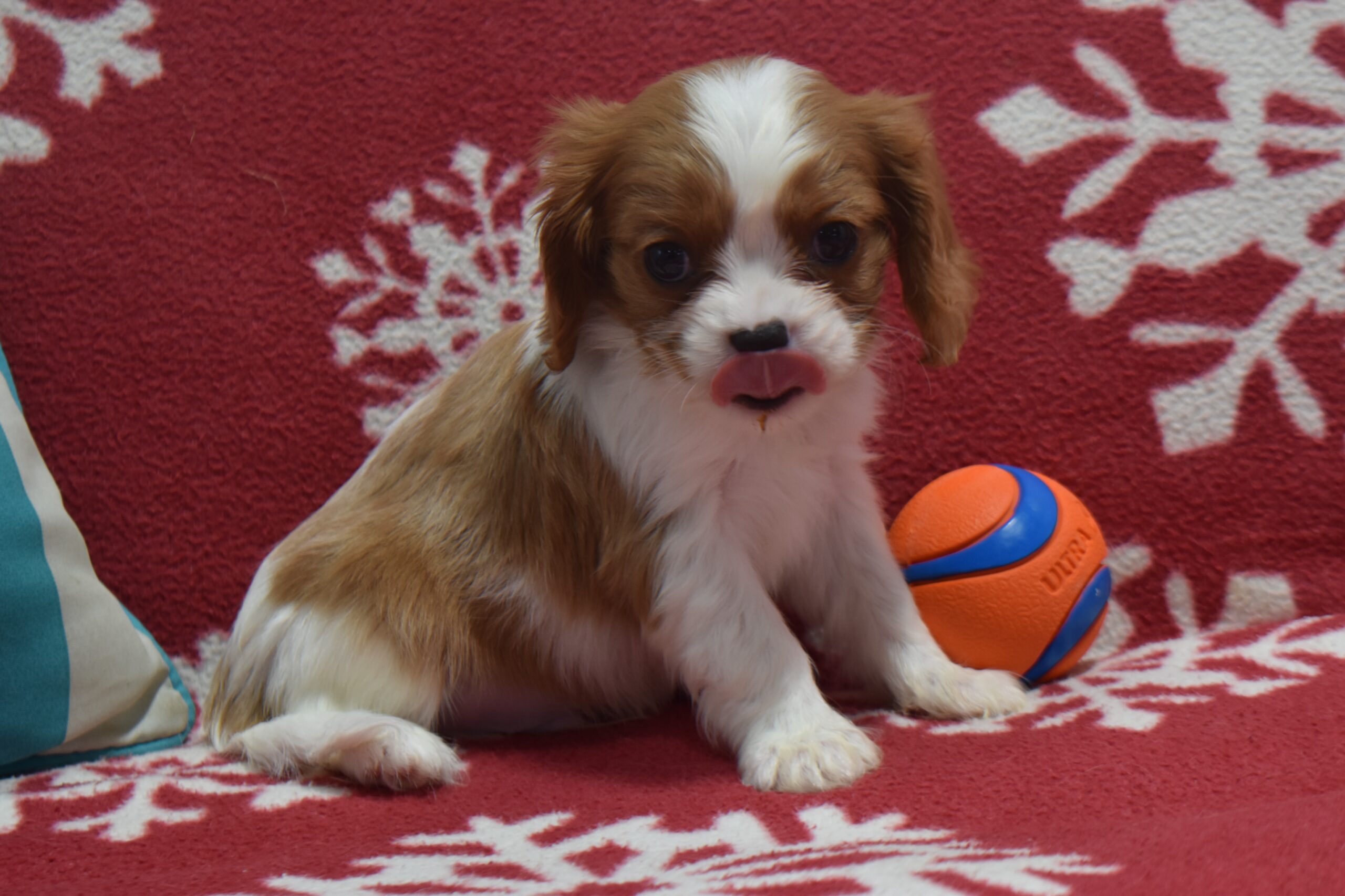 Mr. Benji the Cavalier - Image 4