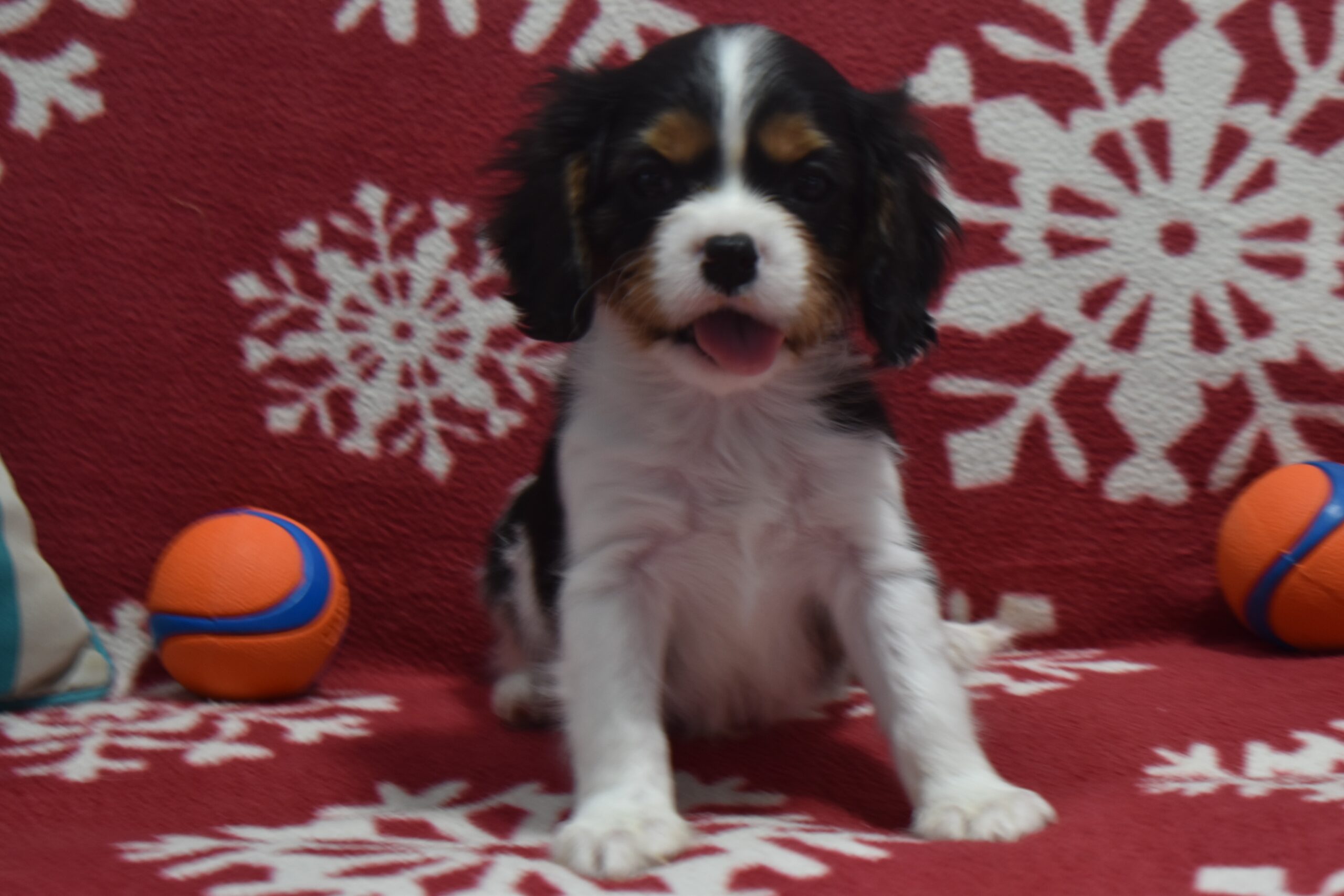 Mr.jackson the Cavalier