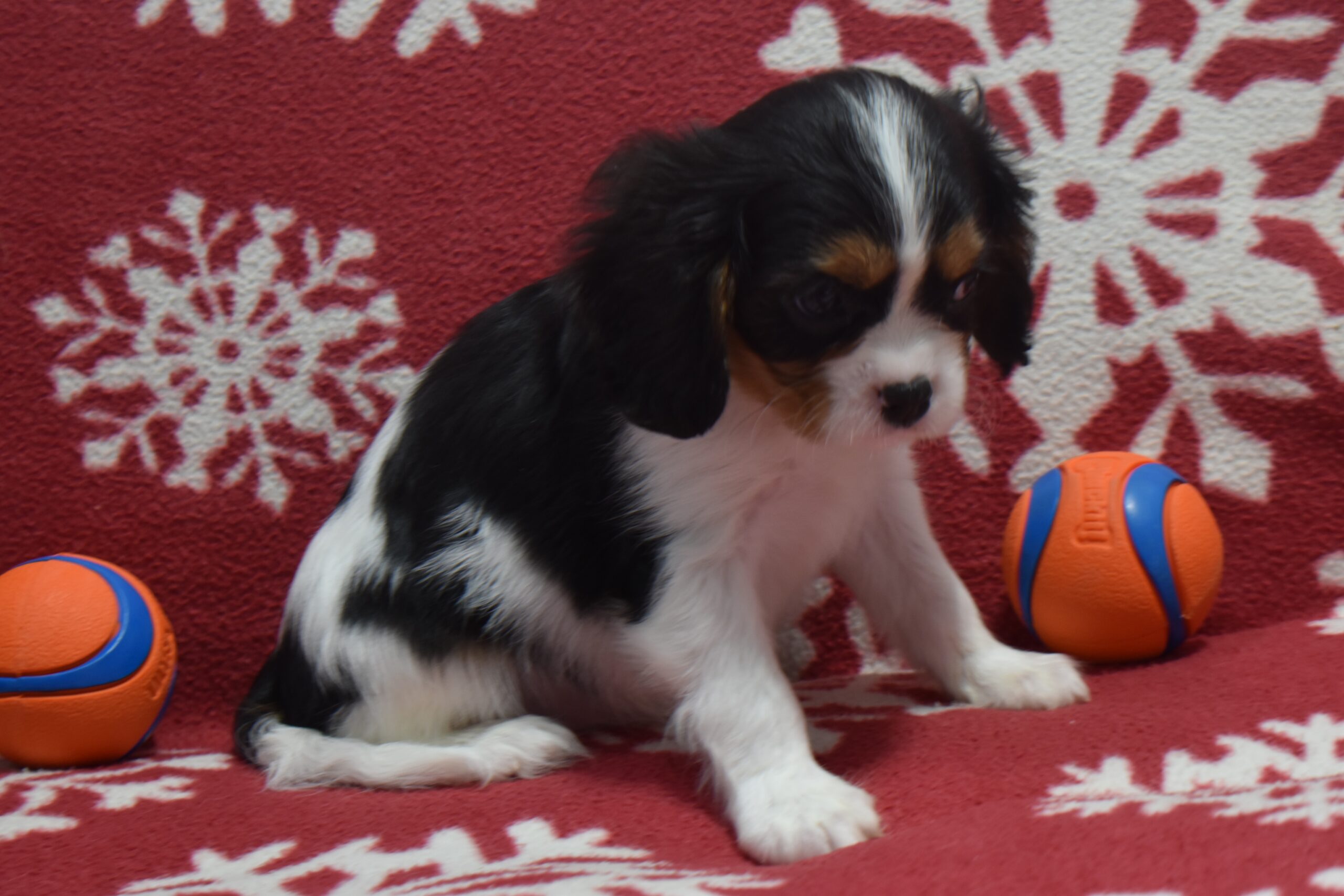 Mr.jackson the Cavalier - Image 3