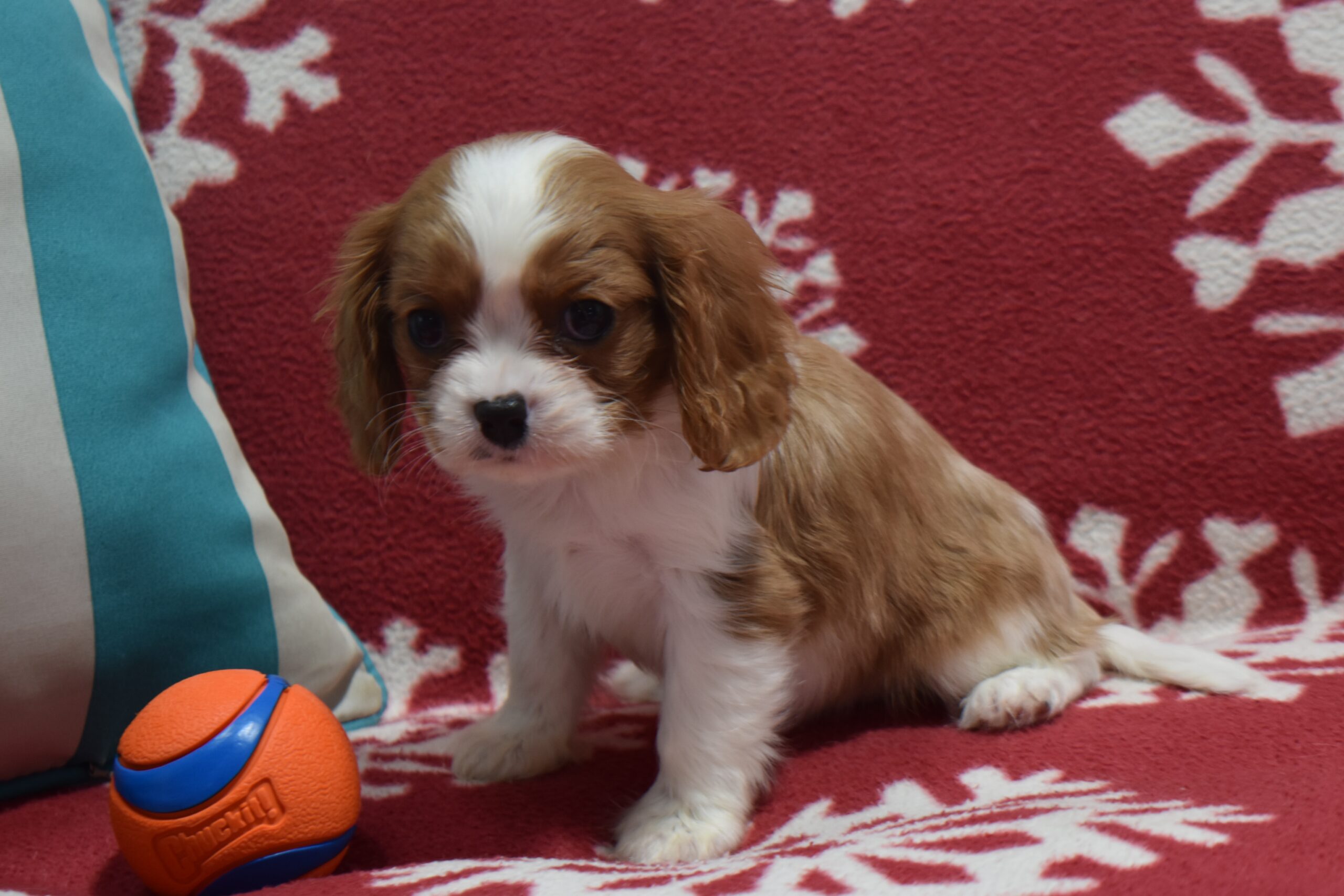 Mr. Benji the Cavalier - Image 2