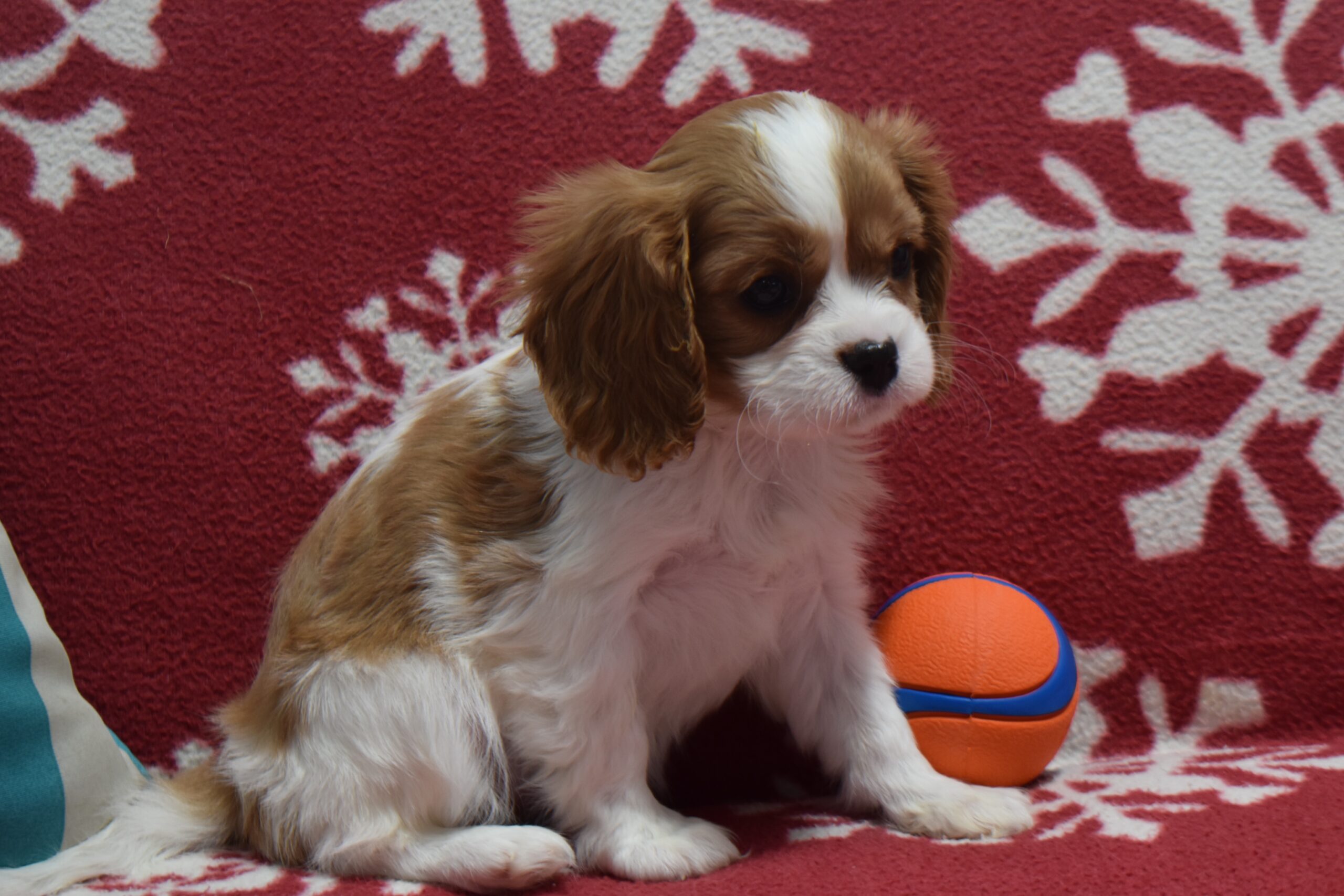 Ms. Serena - Image 2