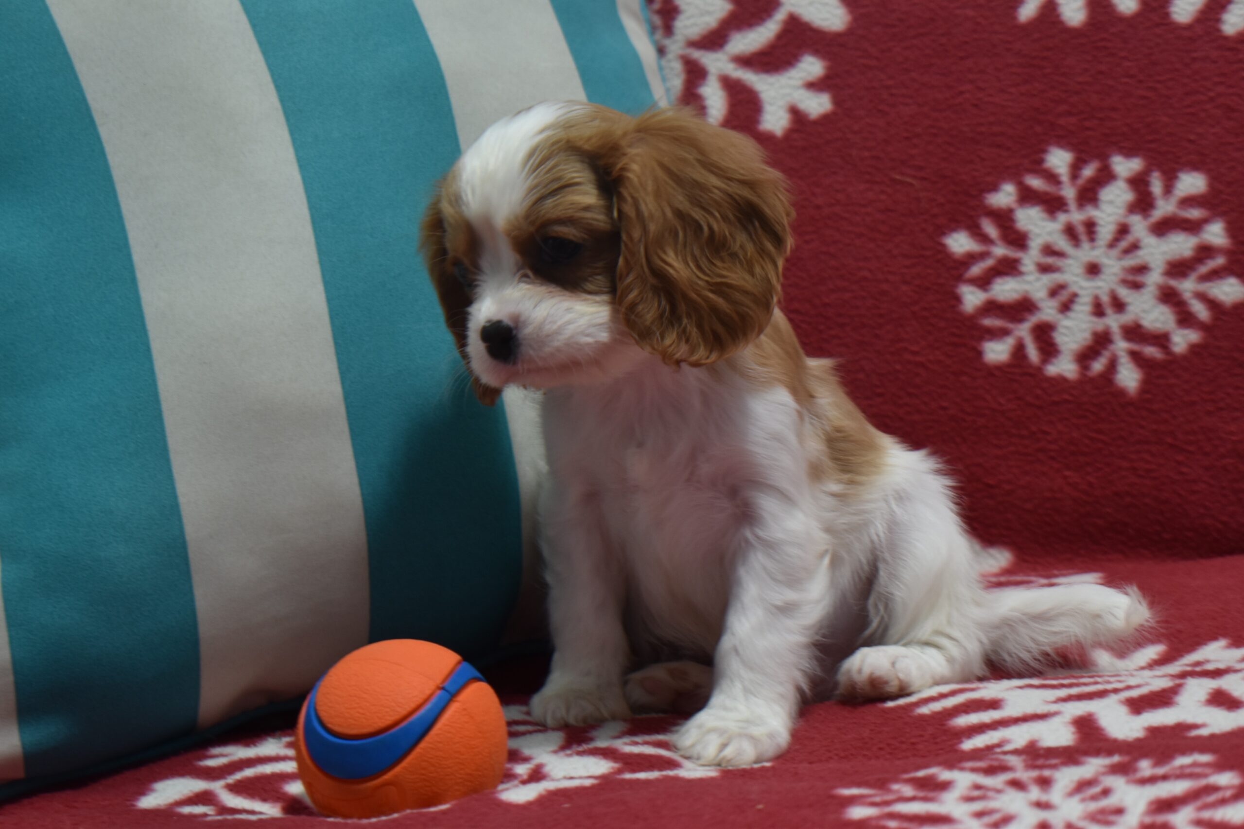 Mr.tucker the Cavalier - Image 2