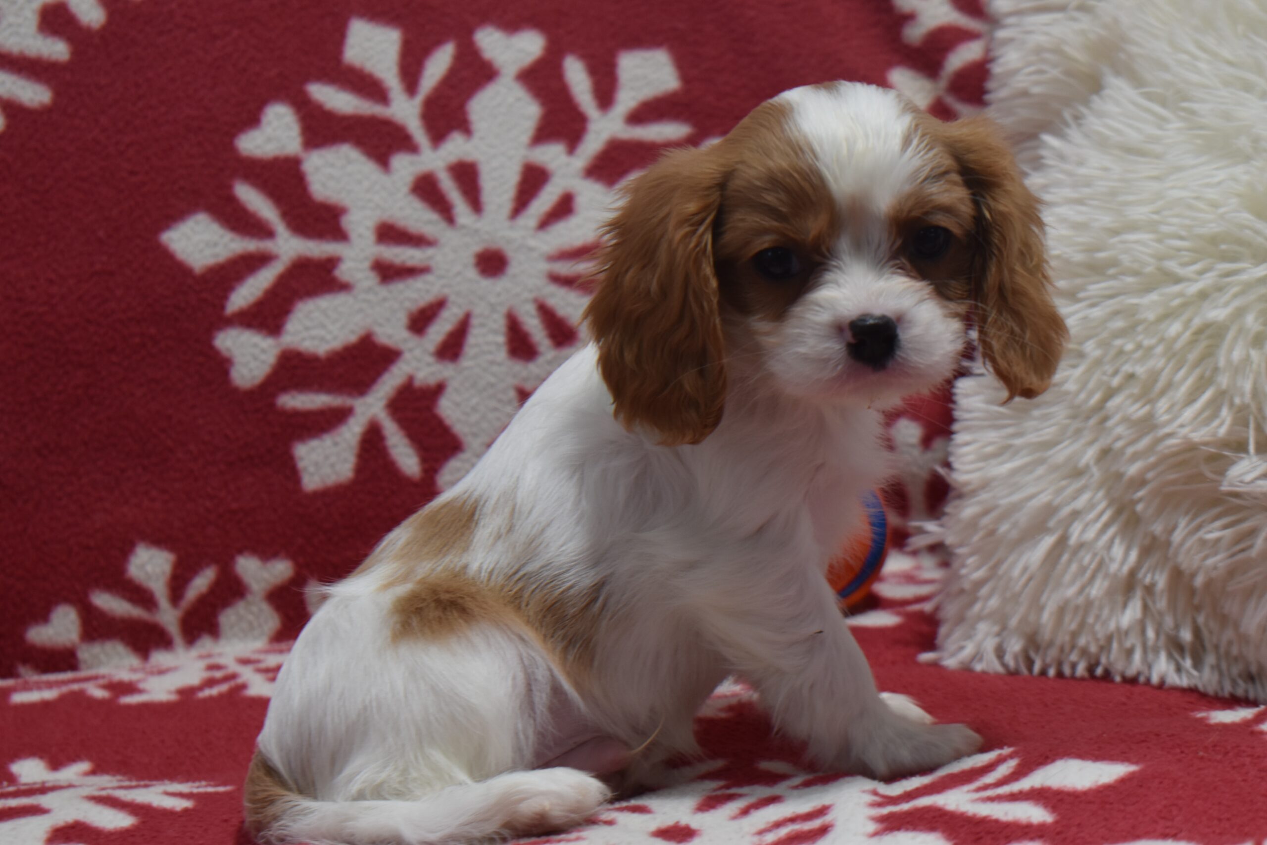 Mr.tucker the Cavalier - Image 5