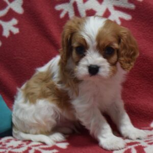 Mr. Winston the Cavalier