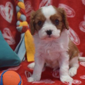 Mr. Rocky the Cavalier