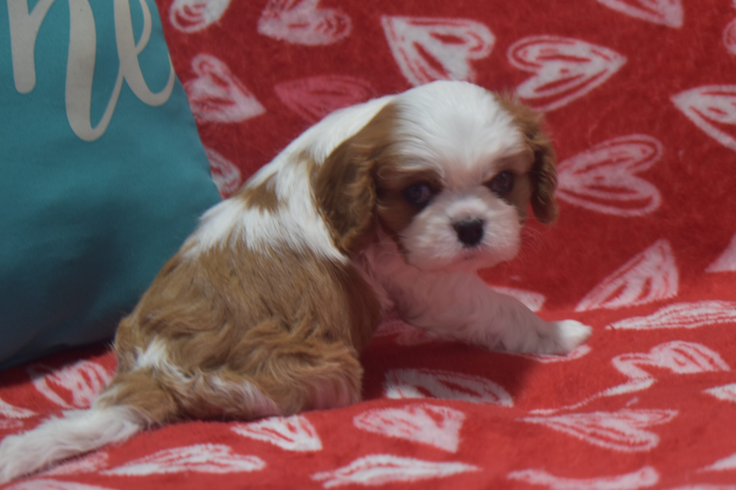 Mr.diamond - Image 2