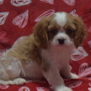 Mr. Ace the Cavalier