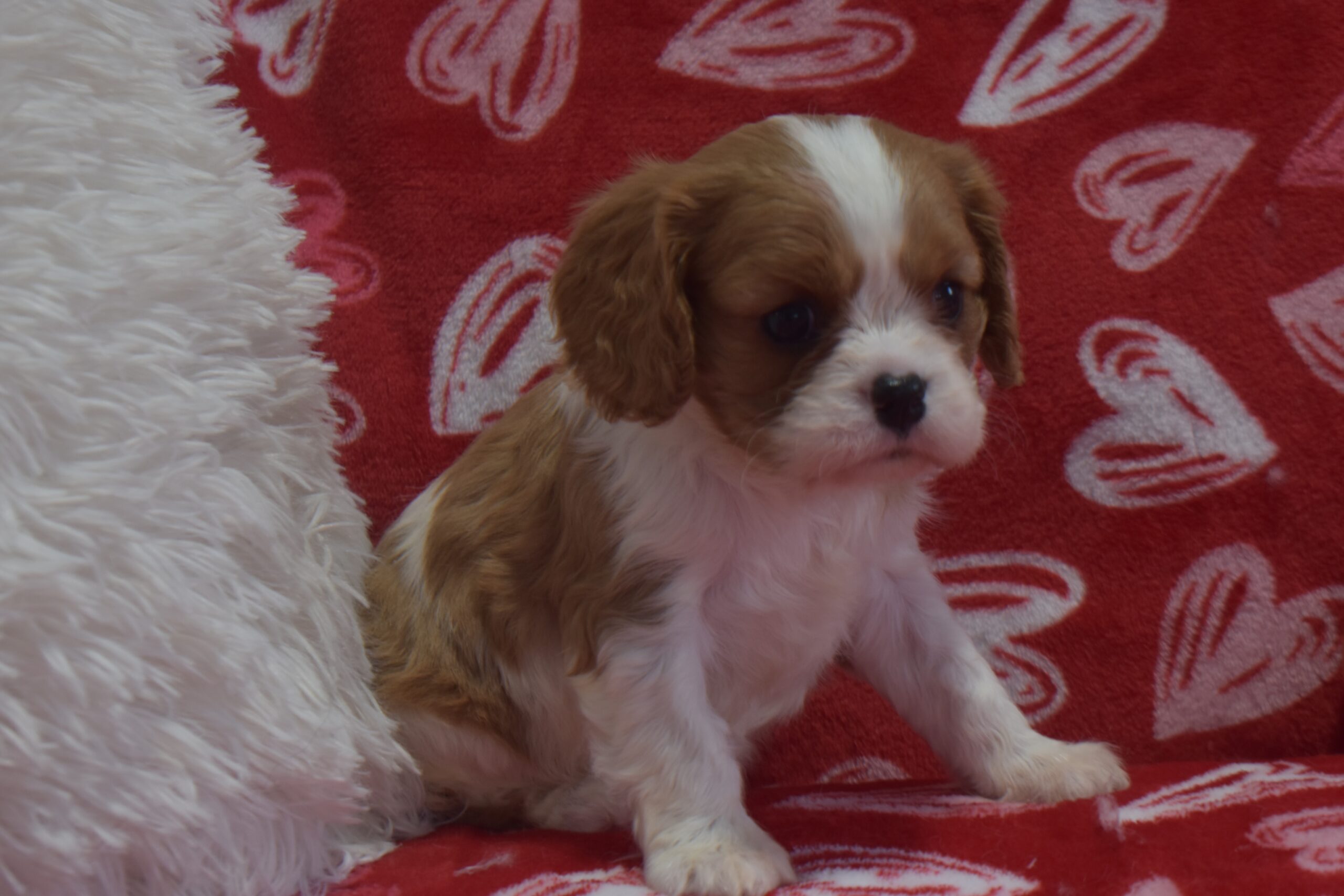 Ms.ava the Cavalier - Image 2