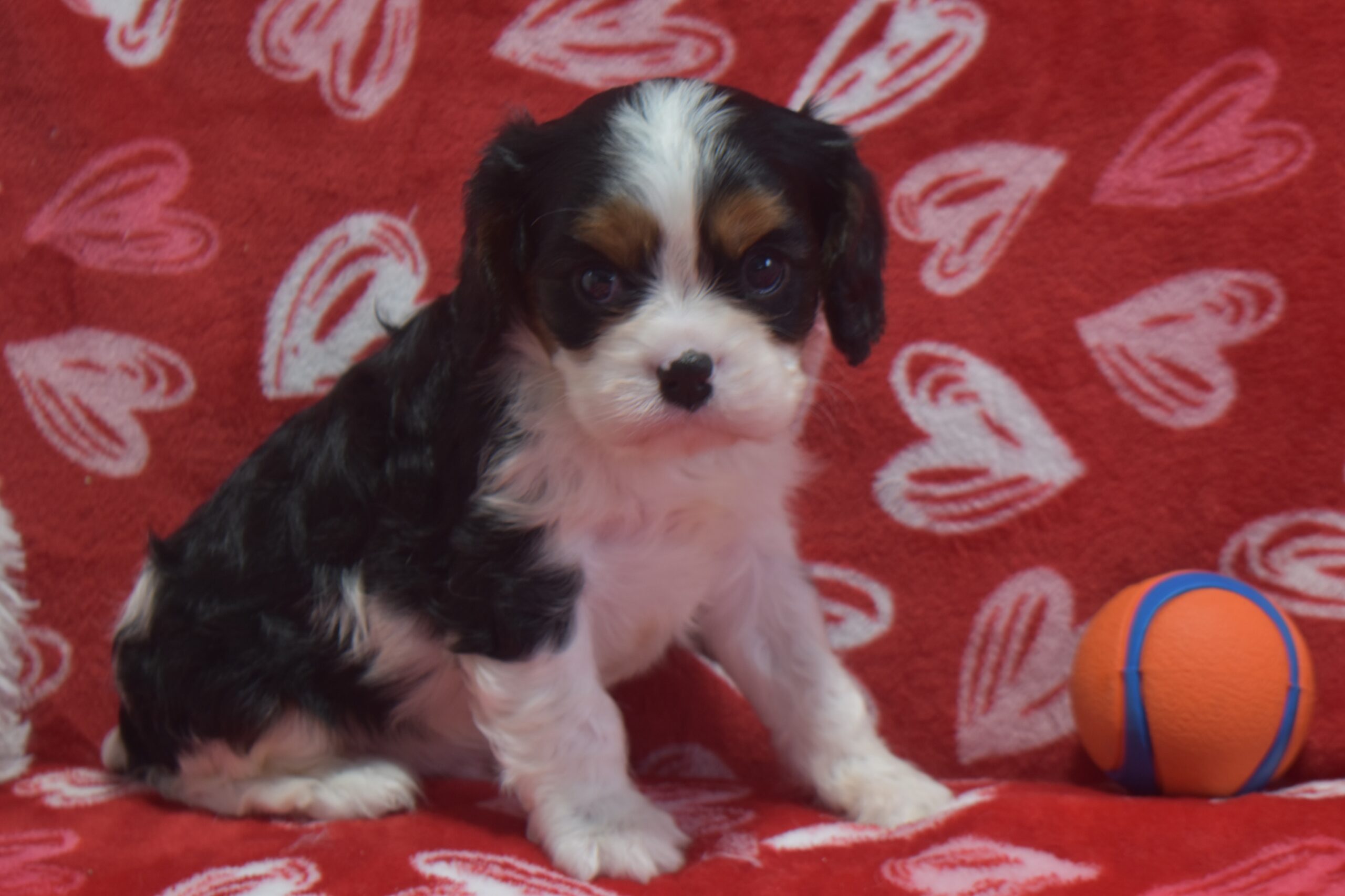 Mr. Buttons. the Cavalier - Image 2