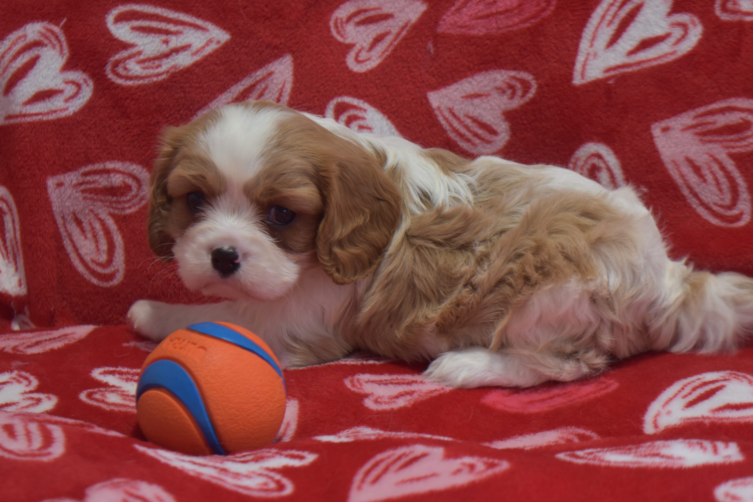 Mr.ace the Cavalier - Image 4