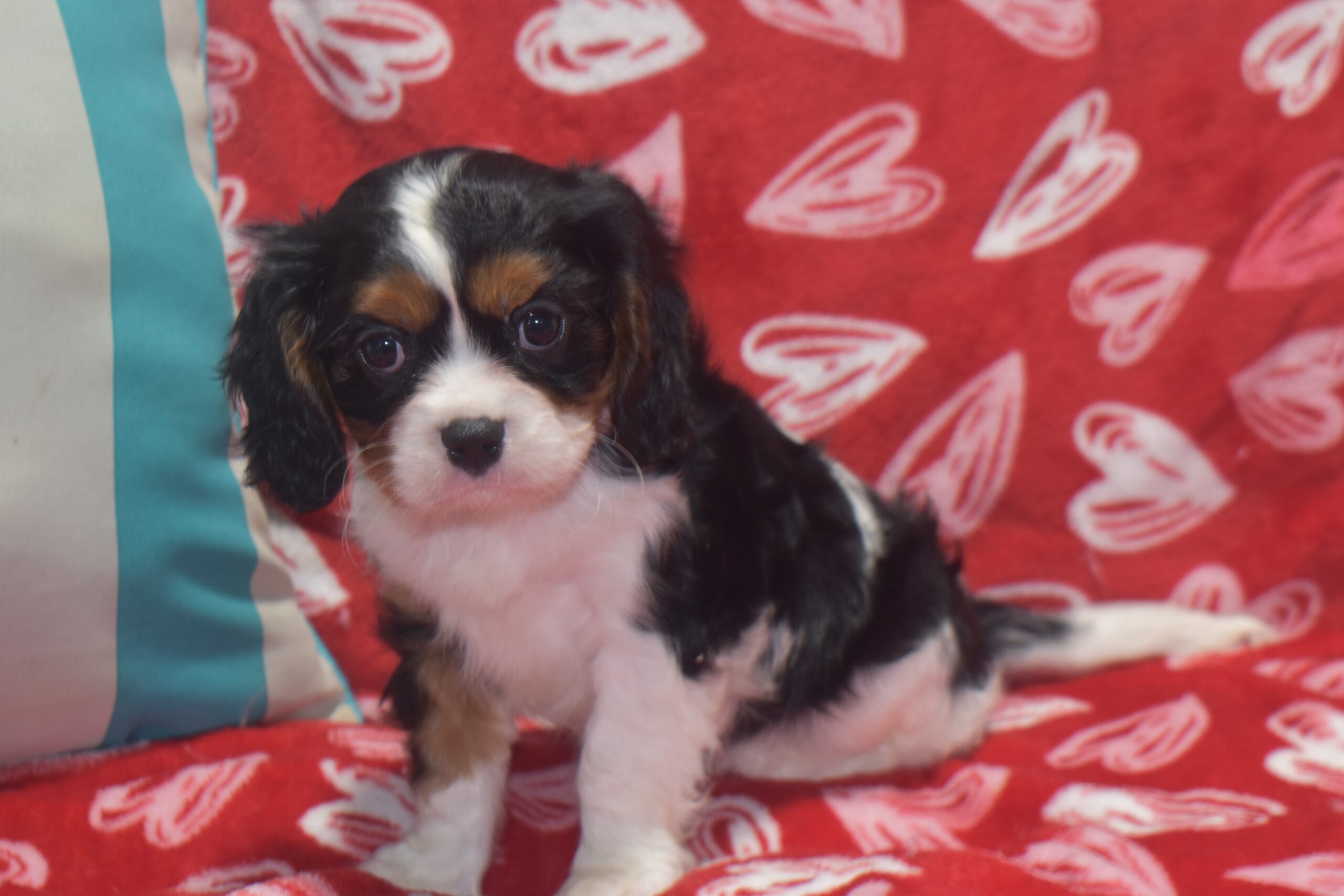 Mr. Bradley the Cavalier - Image 3