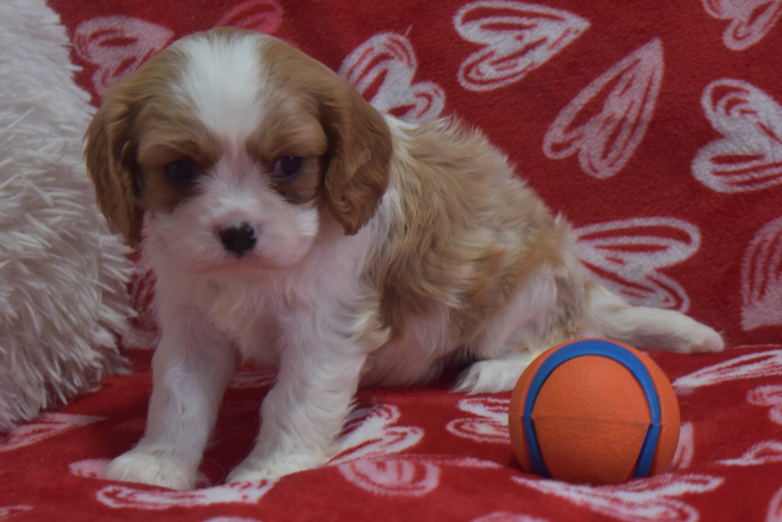 Mr.ace the Cavalier - Image 3