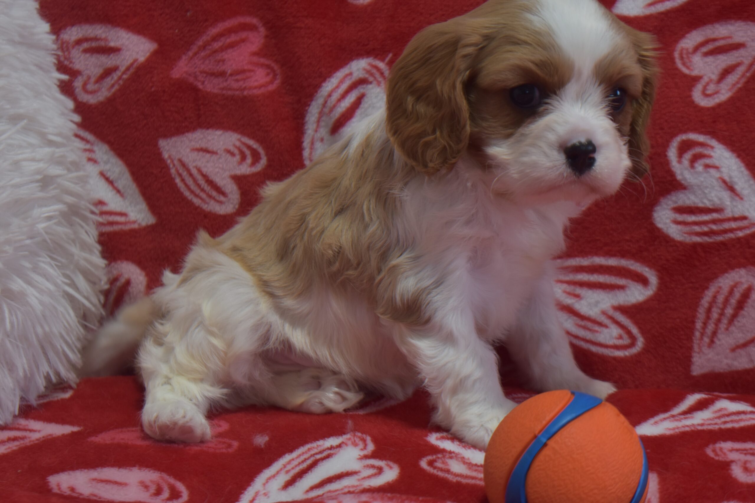 Mr.ace the Cavalier - Image 2