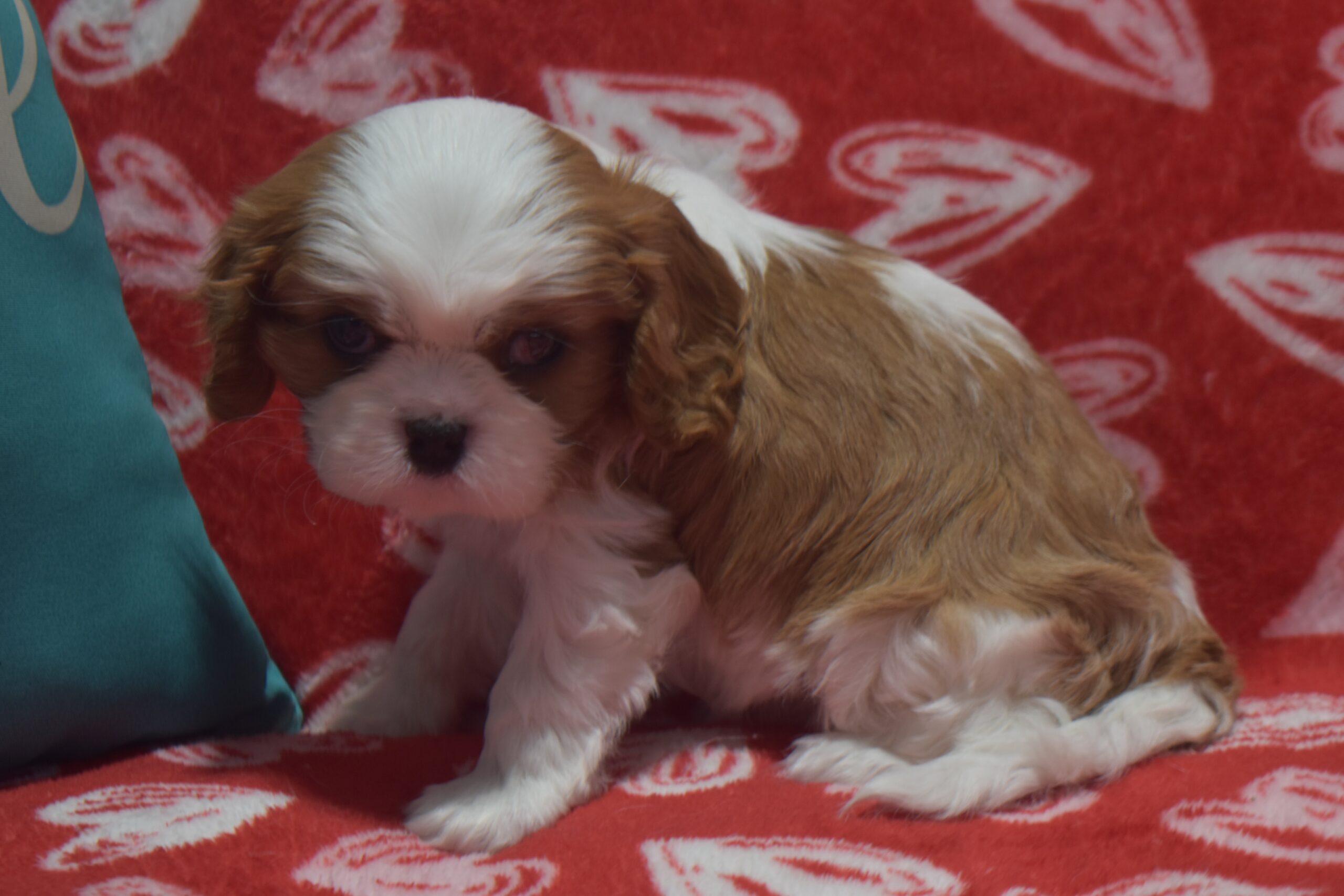 Mr.diamond - Image 4