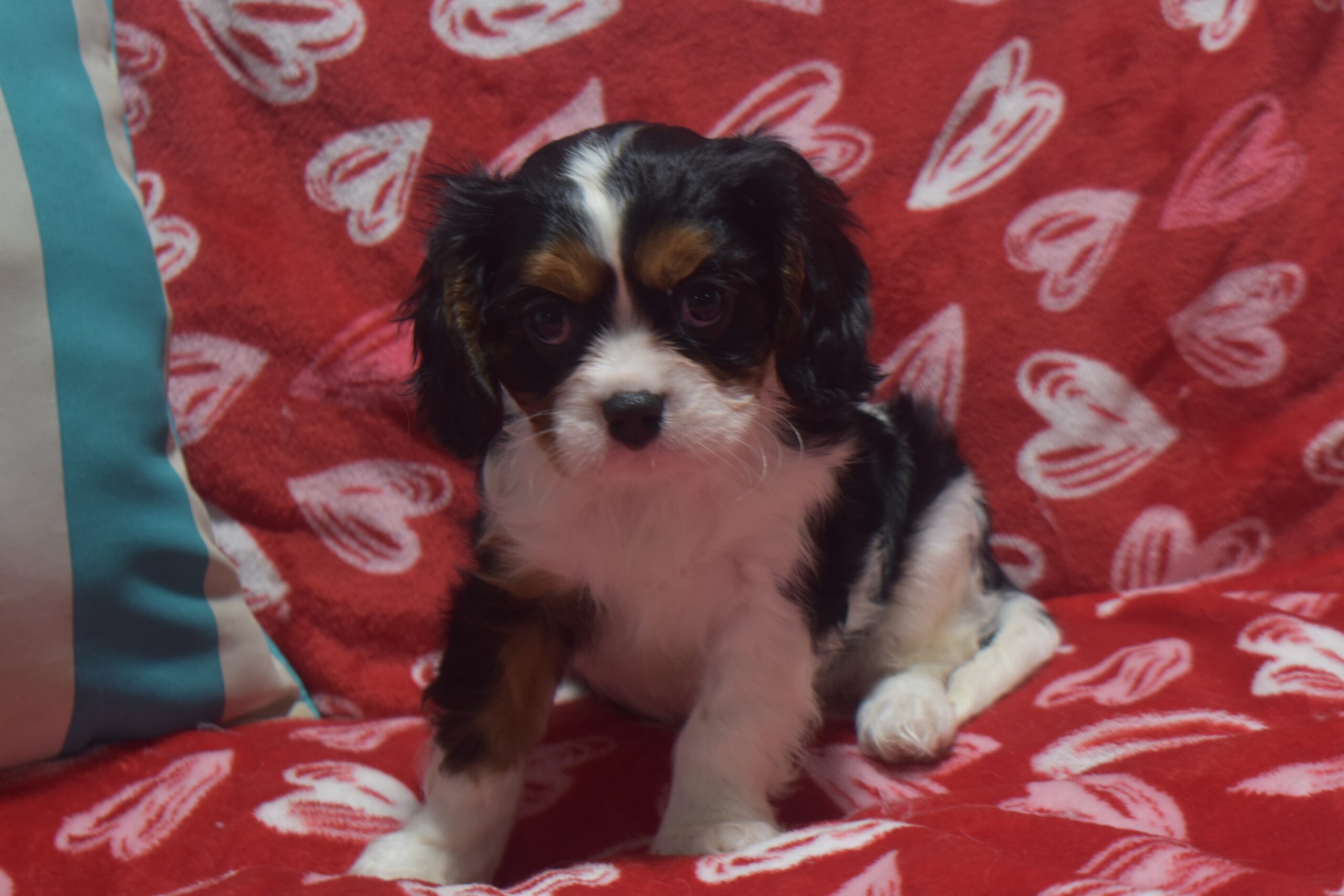 Mr. Bradley the Cavalier - Image 5