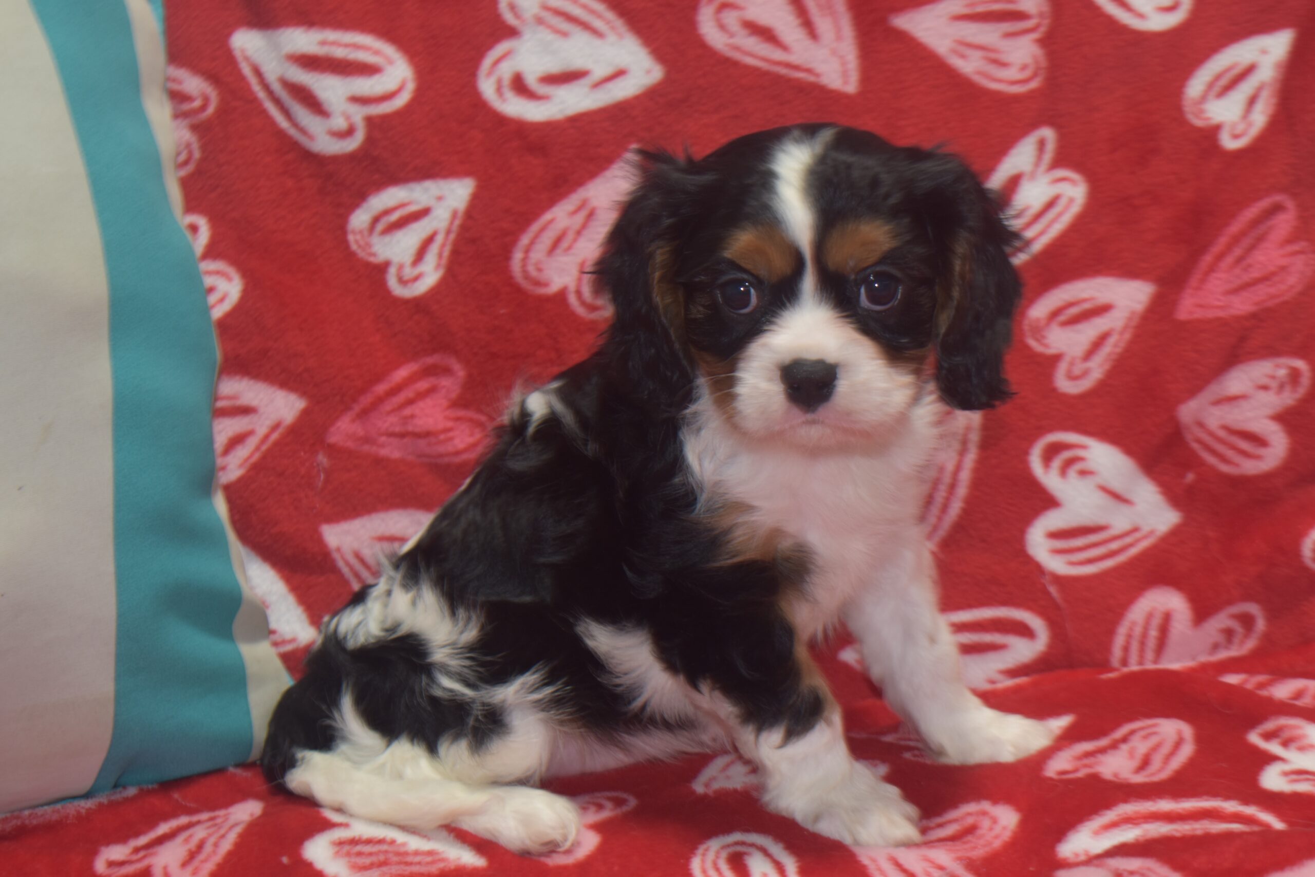 Mr. Bradley the Cavalier - Image 4