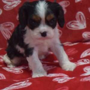 Mr. Buttons the Cavalier