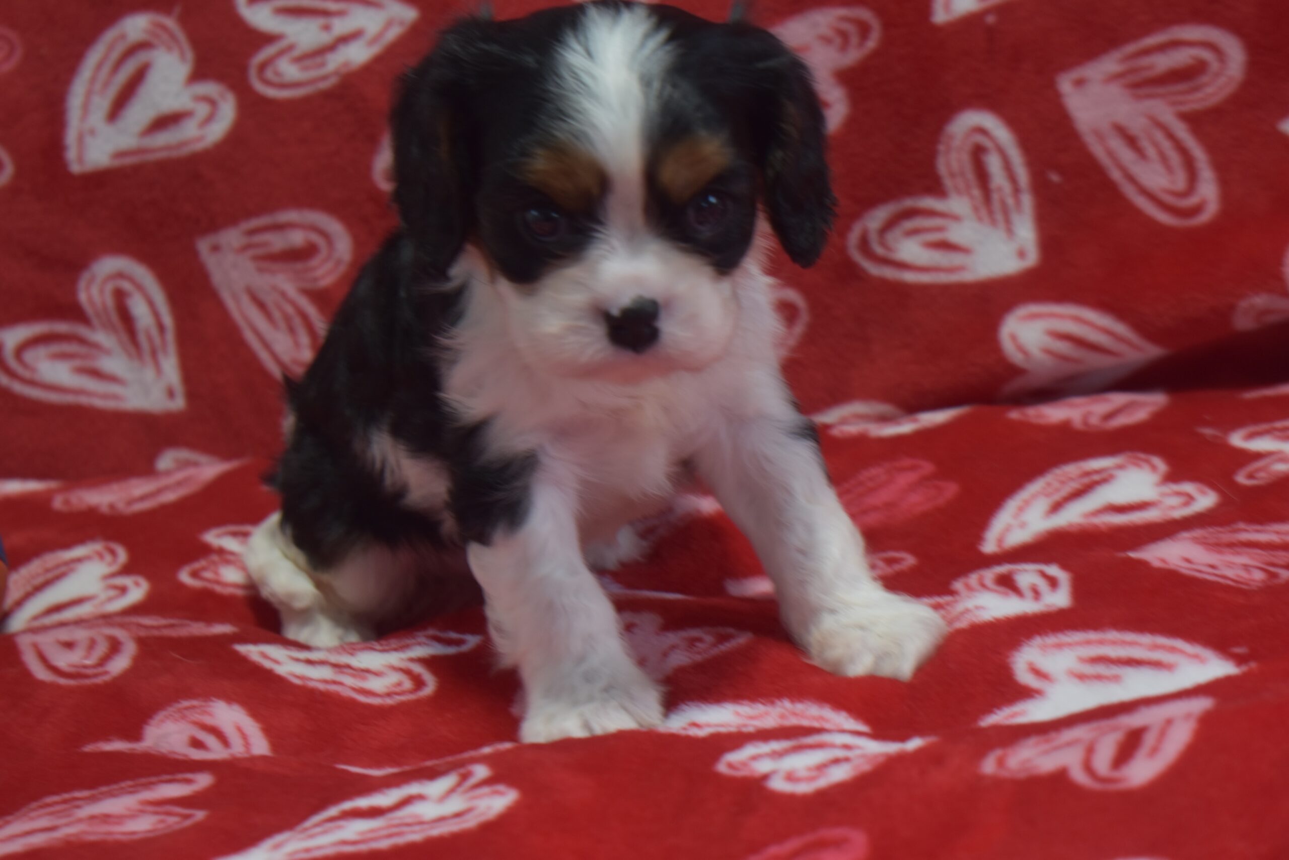 Mr. Buttons. the Cavalier