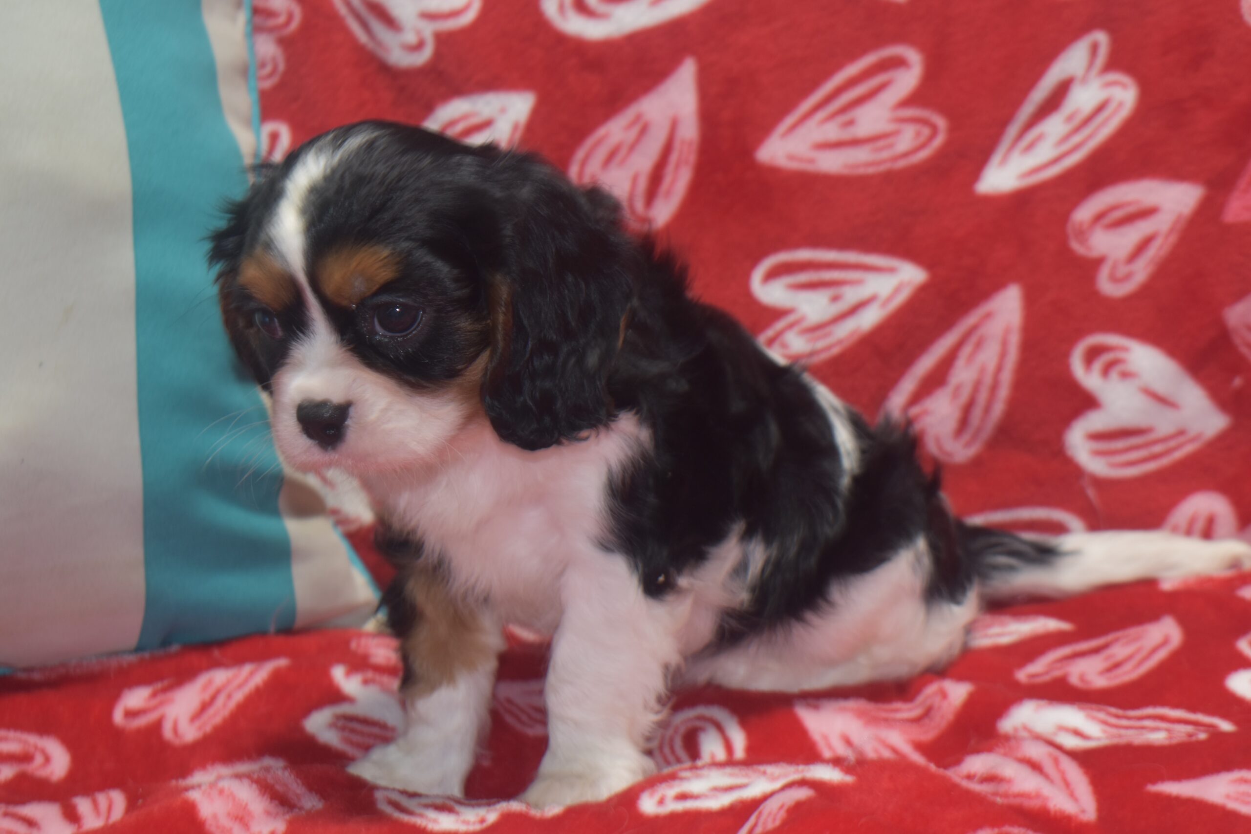 Mr. Bradley the Cavalier - Image 2