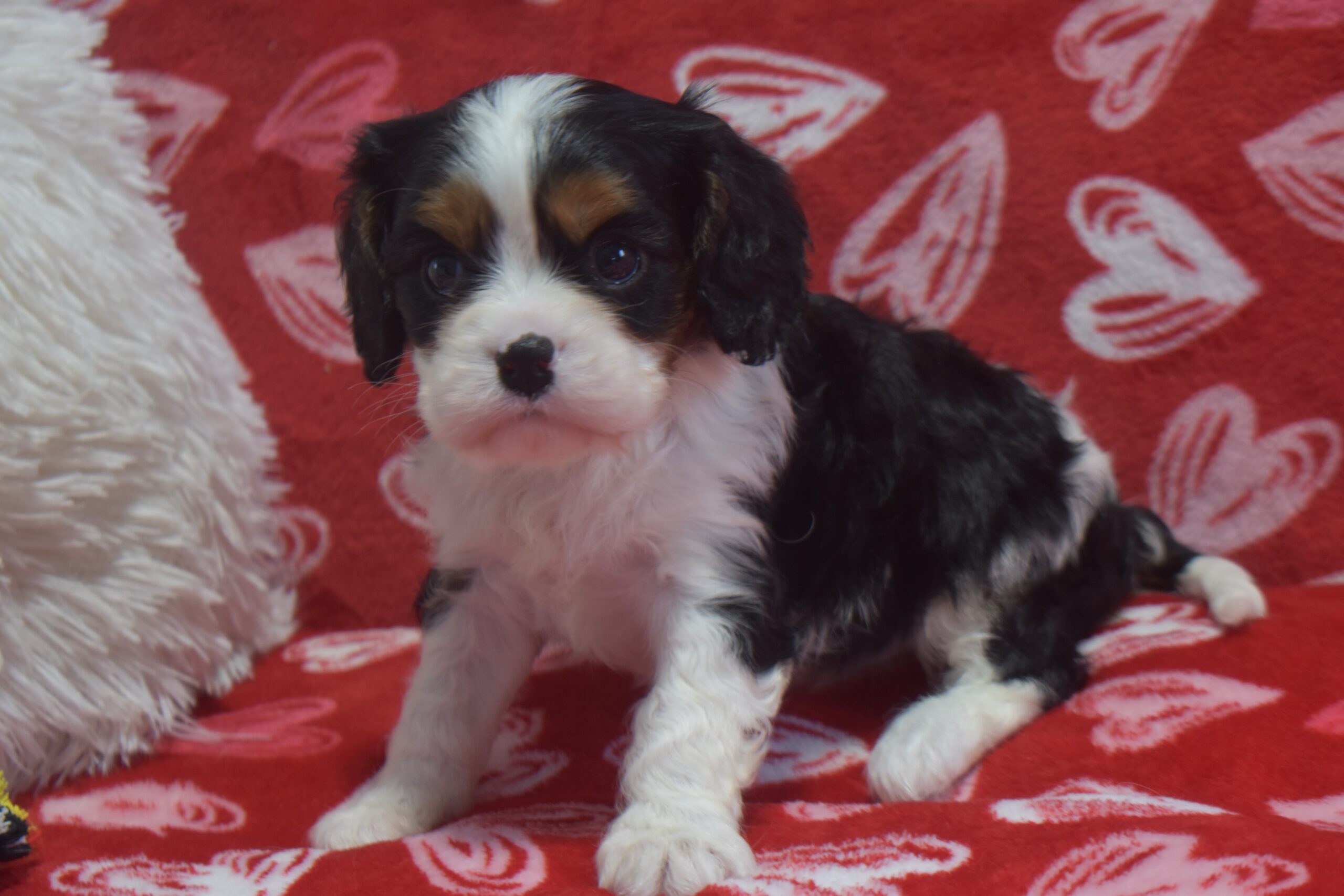 Mr. Buttons. the Cavalier - Image 5