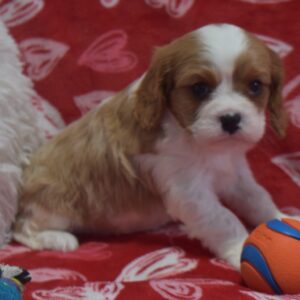 Mr. Axel the Cavalier