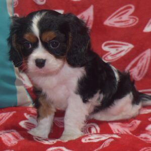 Mr. Bradley the Cavalier