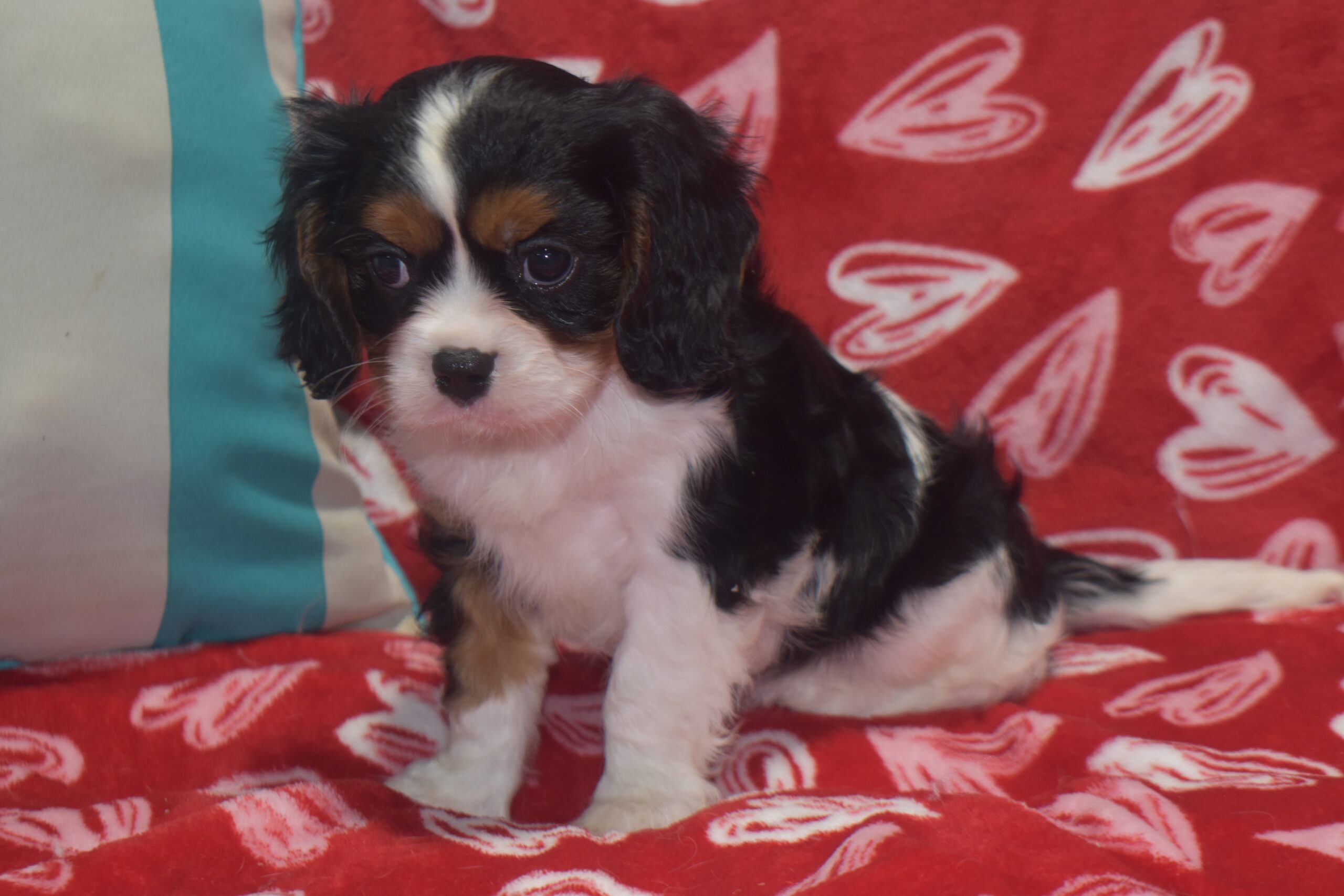 Mr. Bradley the Cavalier