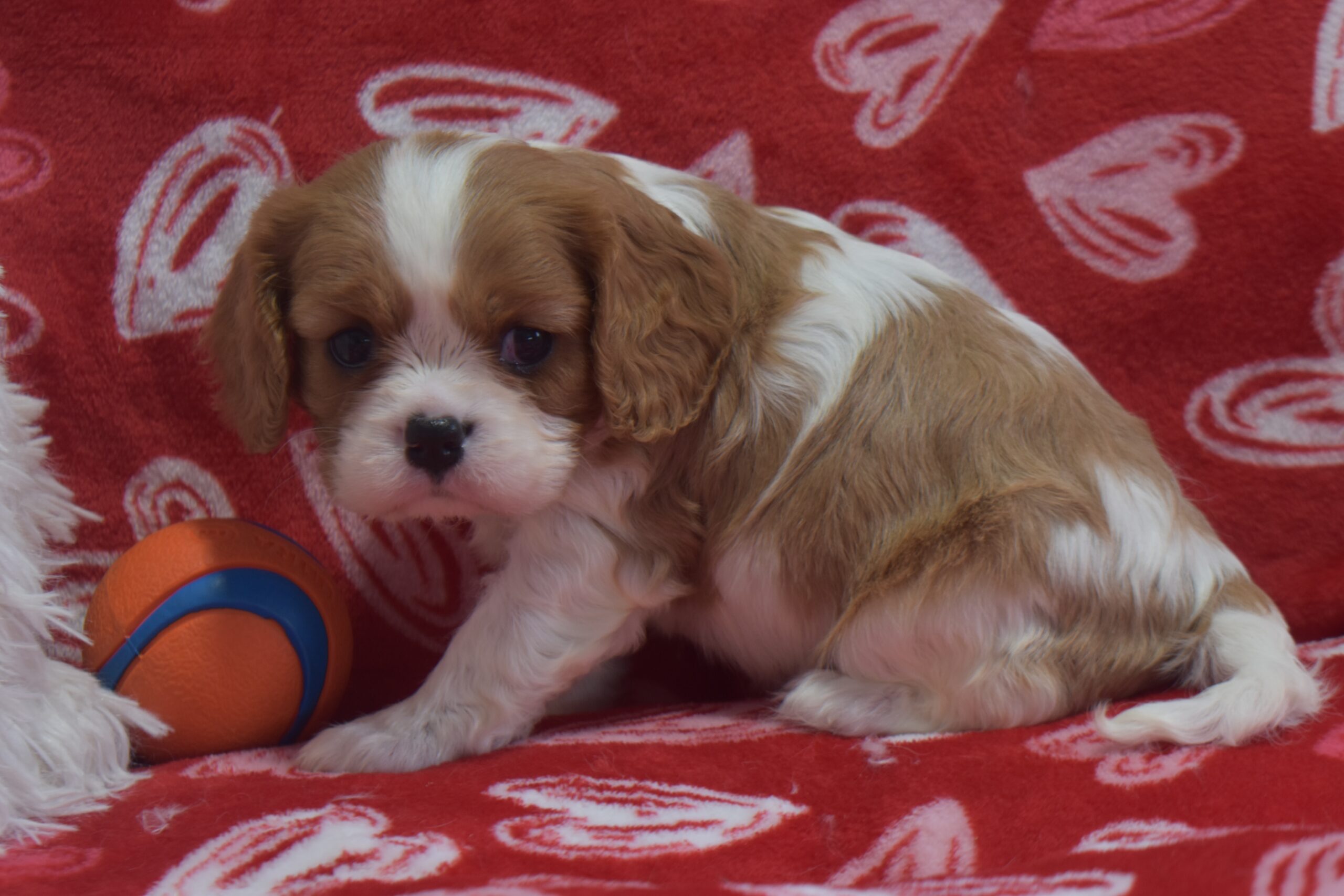 Ms.ava the Cavalier - Image 4