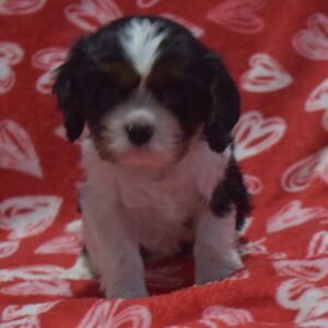 Mr. Duke the Cavalier