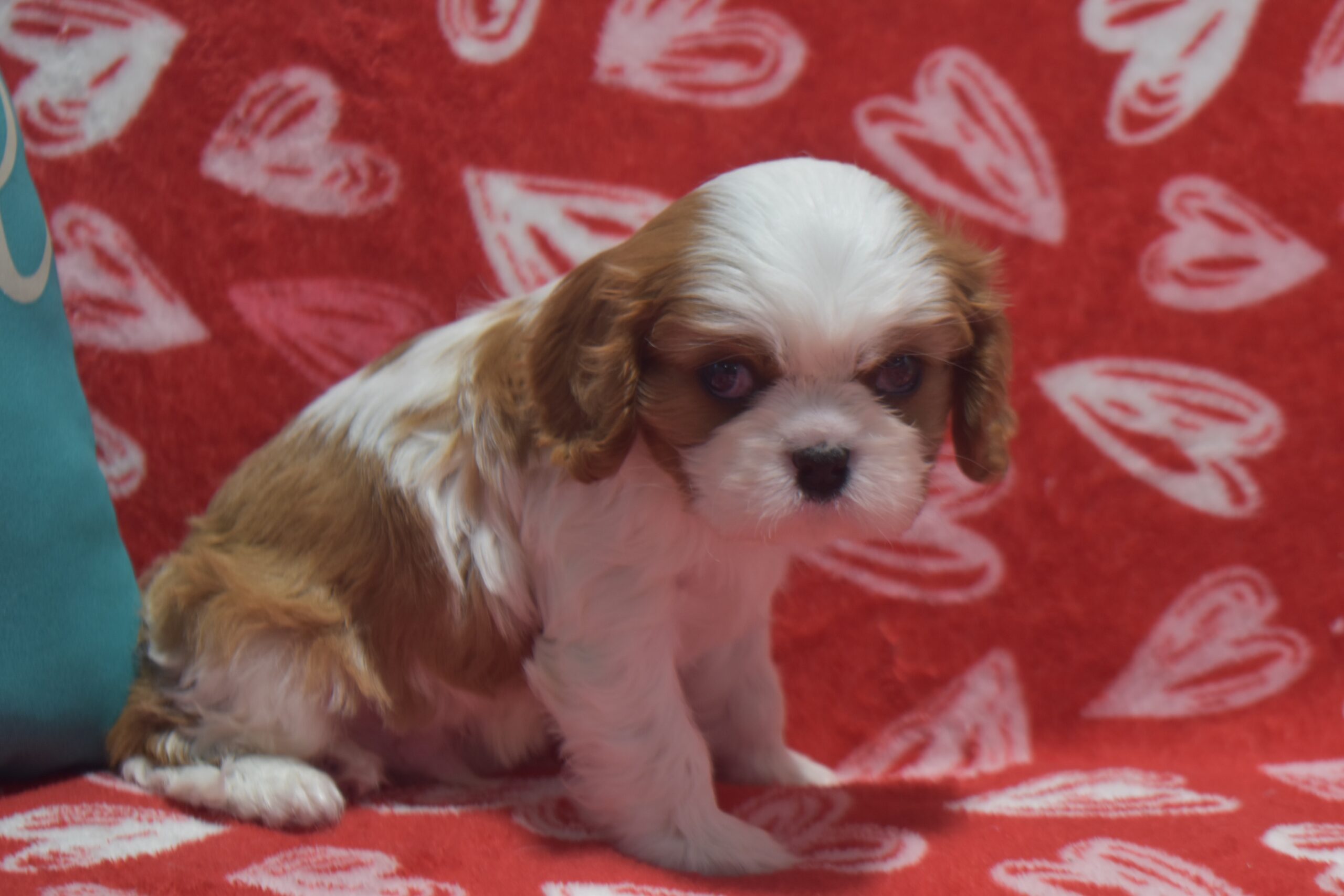 Mr.diamond - Image 3