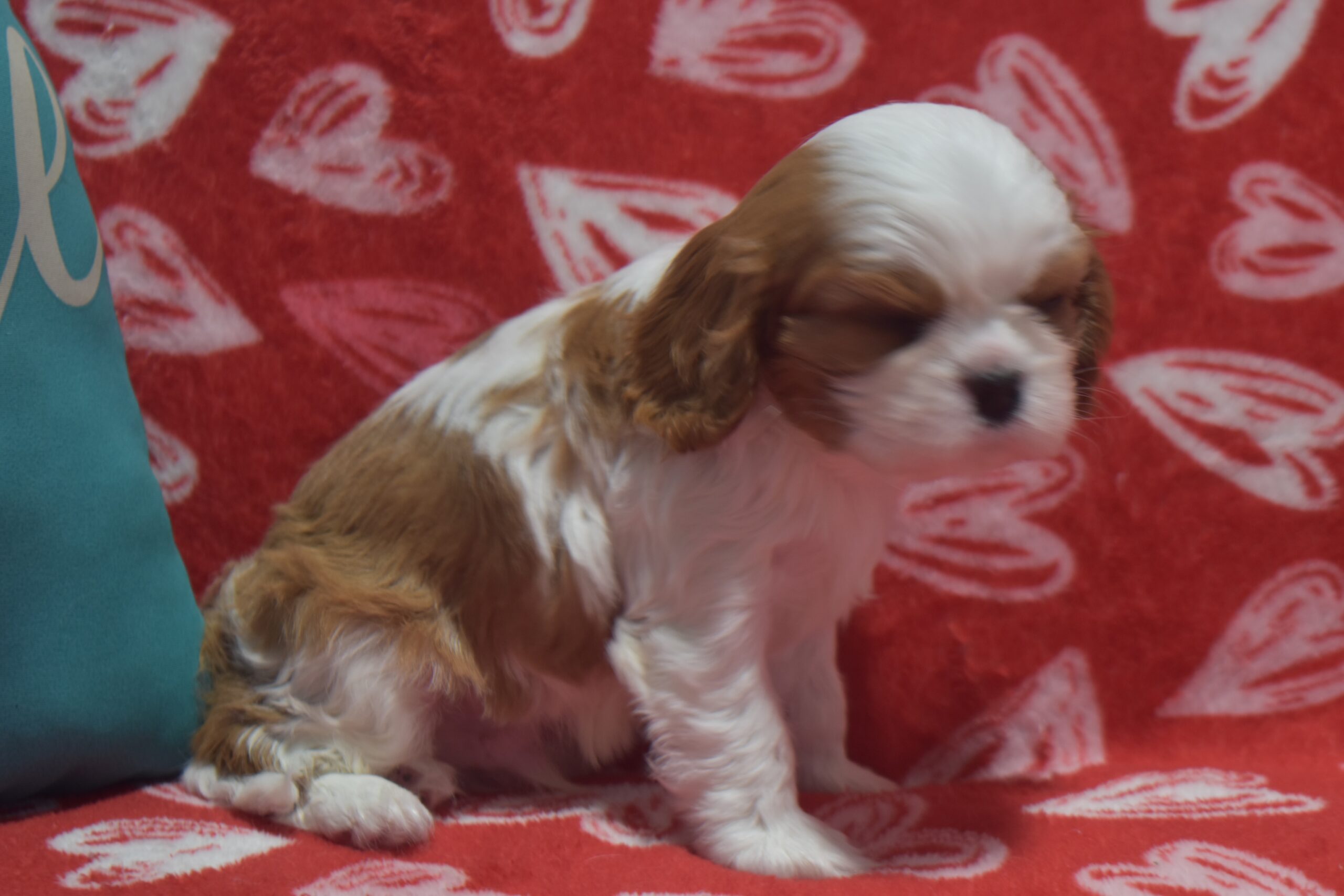 Mr.diamond - Image 5