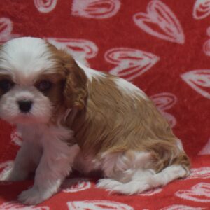 Mr. Diamond the Cavalier