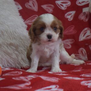 Ms.zoey the Cavalier