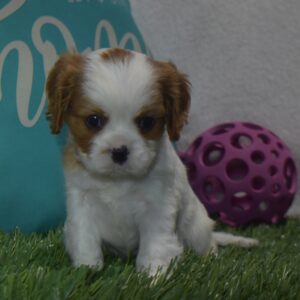 Ms.kimberly the Cavalier