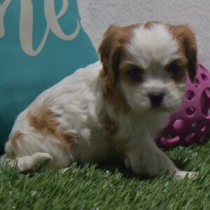 Ms. Brenda the Cavalier