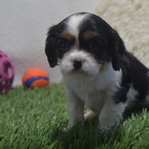 Ms. Wanda the Cavalier